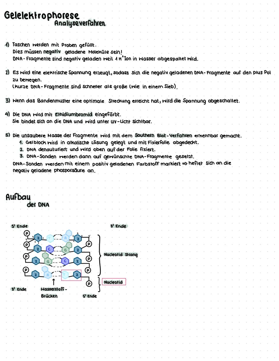 Gelelektrophorese
ABLAUF
- Pol
Banden
Agarose-
gel
Geltaschen
+ Pol
1. Schritt
-DNA-Abschnitte werden durch Restriktionsenzyme in verschiede