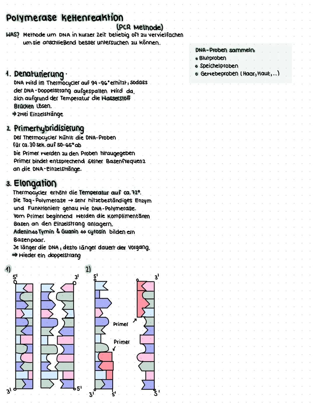 Gelelektrophorese
ABLAUF
- Pol
Banden
Agarose-
gel
Geltaschen
+ Pol
1. Schritt
-DNA-Abschnitte werden durch Restriktionsenzyme in verschiede