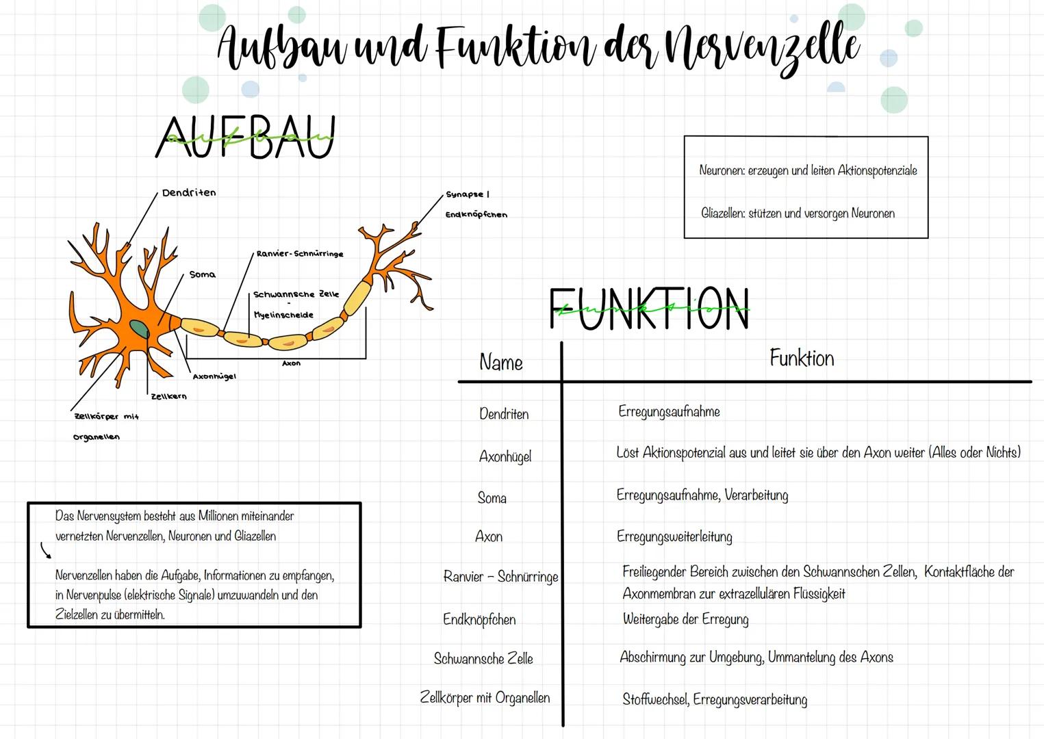Zellkörper mit
organellen
Aufbau und Funktion der Nervenzelle
AUFBAU
Dendriten
Zellkern
Soma
Axonnigel
Ranvier Schnürringe
Schwannsche Zelle
