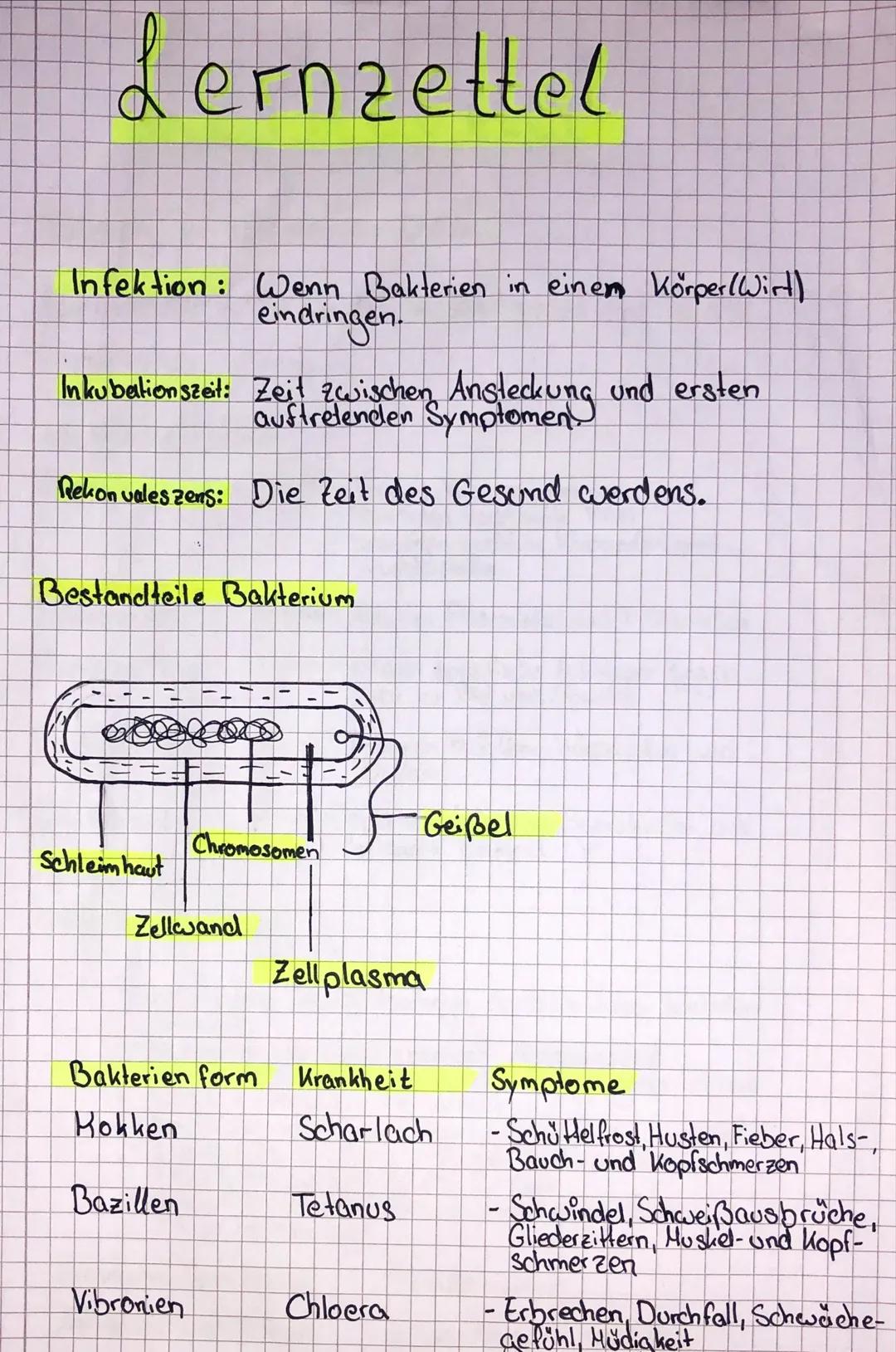 Bakterien