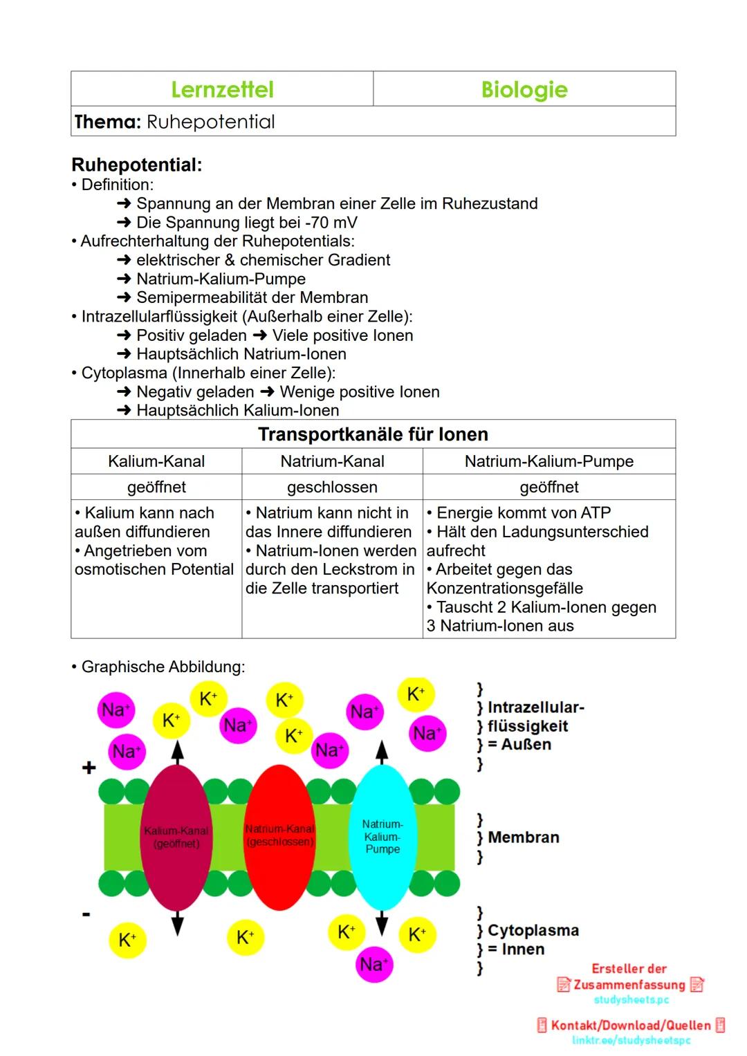 Lernzettel
Biologie
Thema: Ruhepotential
Ruhepotential:
• Definition:
→ Spannung an der Membran einer Zelle im Ruhezustand
→ Die Spannung l