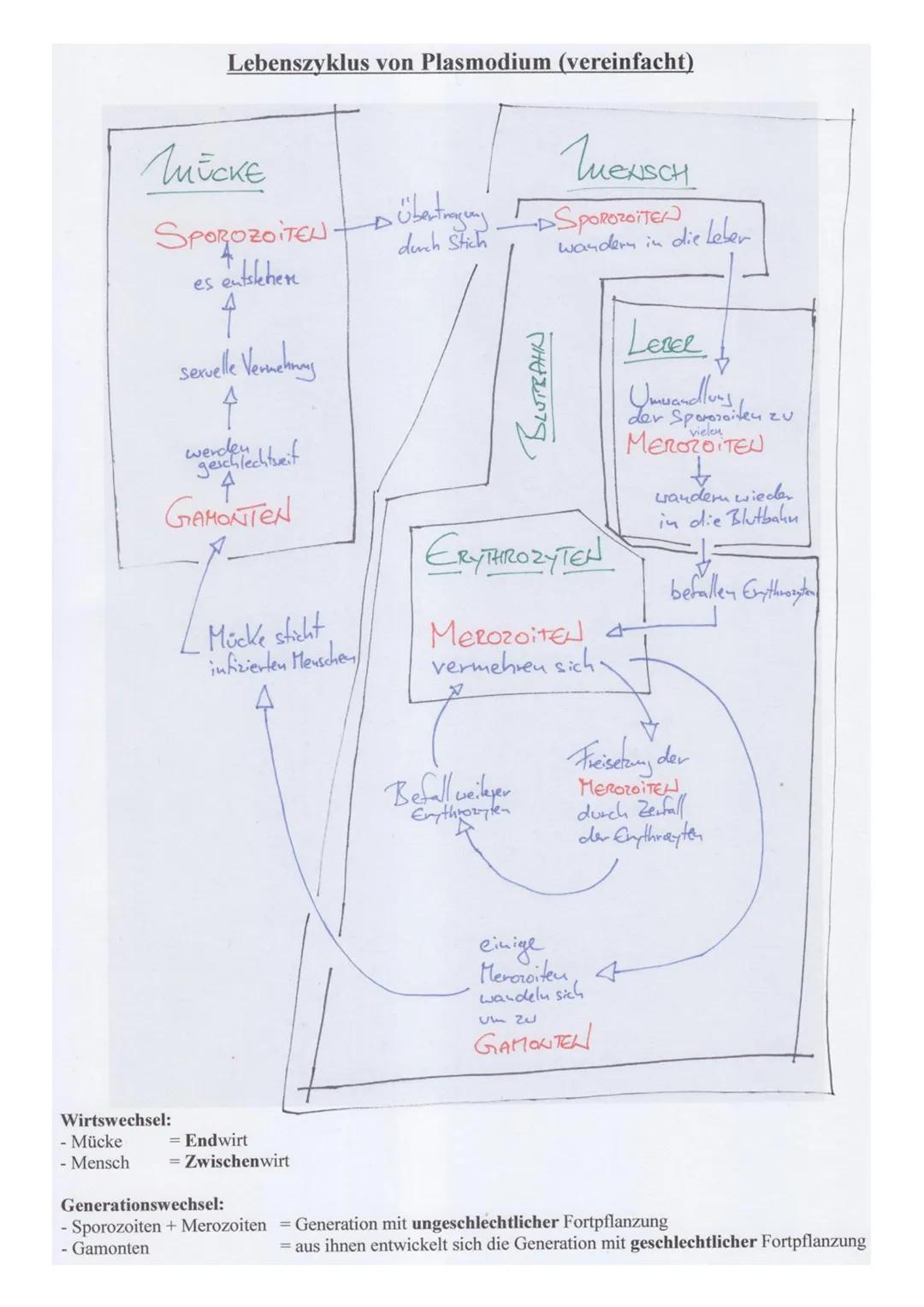 # Parasiten
Parasiten -nim Generellen
Zecken Aufbau, Merkmale, Entwicklungszyblus, Krankheiten, Vorbeugung Prophylaxe
Bandwiürmer Wichtig