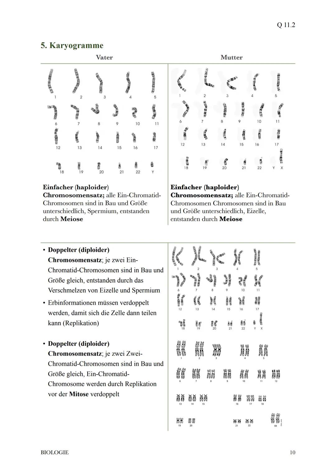 @diedamitlernzetteln
1.Proteinbiosynthese
1.1Der Weg vom Gen zum Merkmal
* bei der Ausprägung eines Merkmals wirken in der Regel die Ge