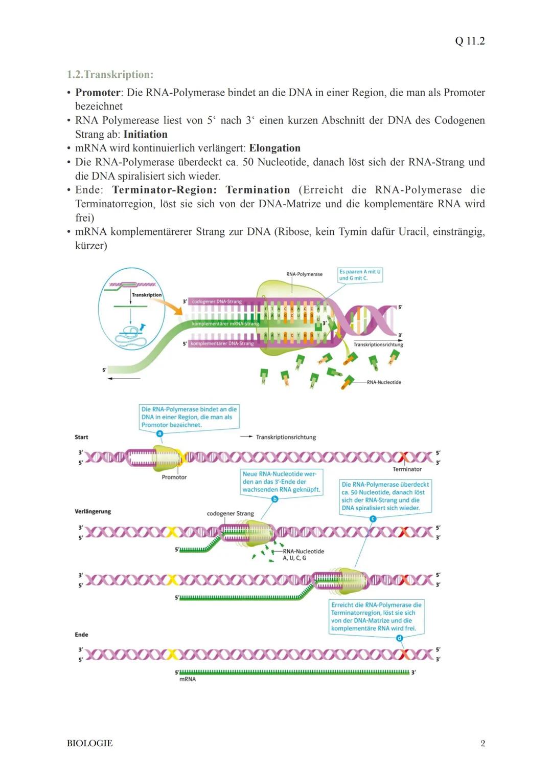 @diedamitlernzetteln
1.Proteinbiosynthese
1.1Der Weg vom Gen zum Merkmal
* bei der Ausprägung eines Merkmals wirken in der Regel die Ge