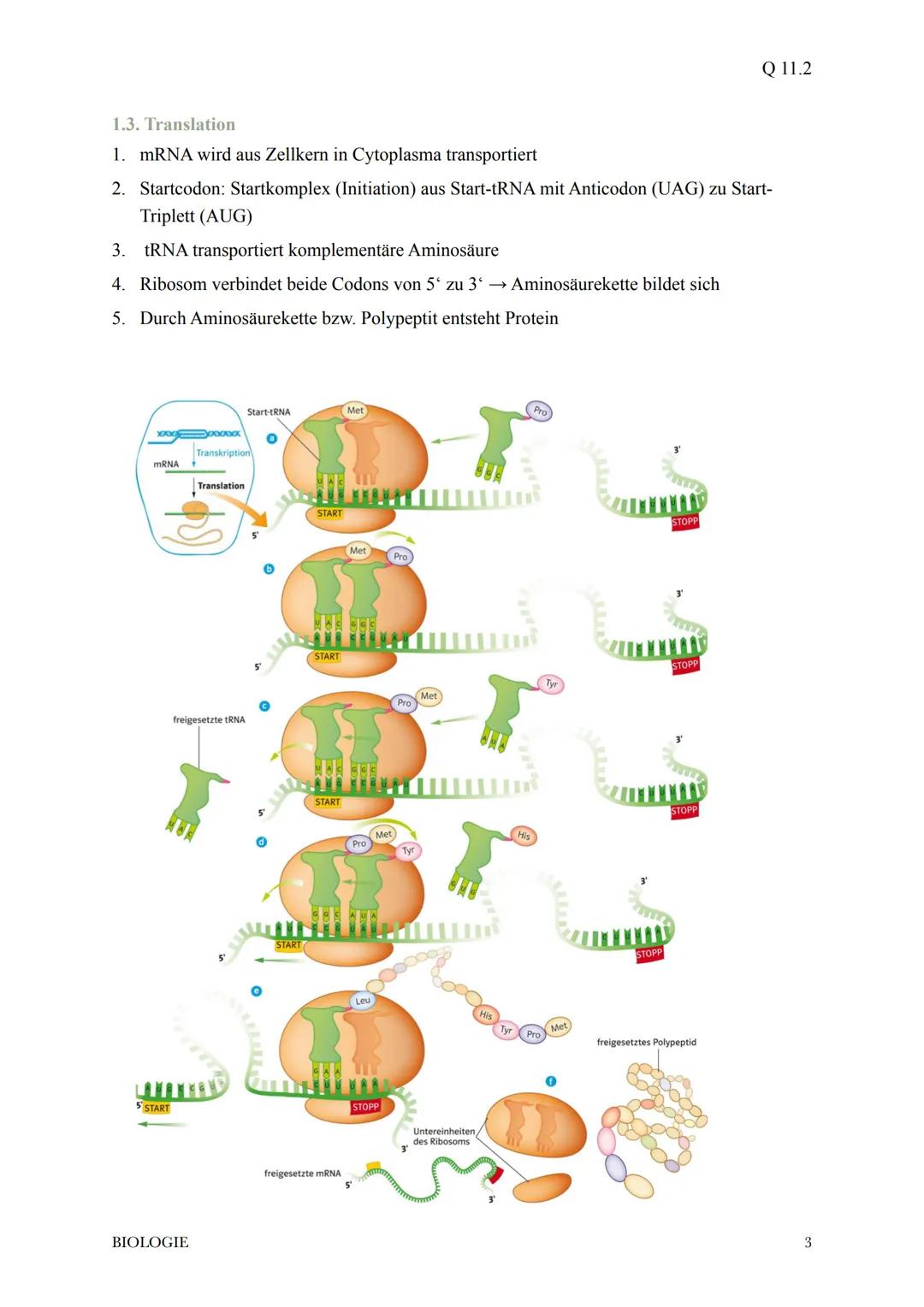 @diedamitlernzetteln
1.Proteinbiosynthese
1.1Der Weg vom Gen zum Merkmal
* bei der Ausprägung eines Merkmals wirken in der Regel die Ge