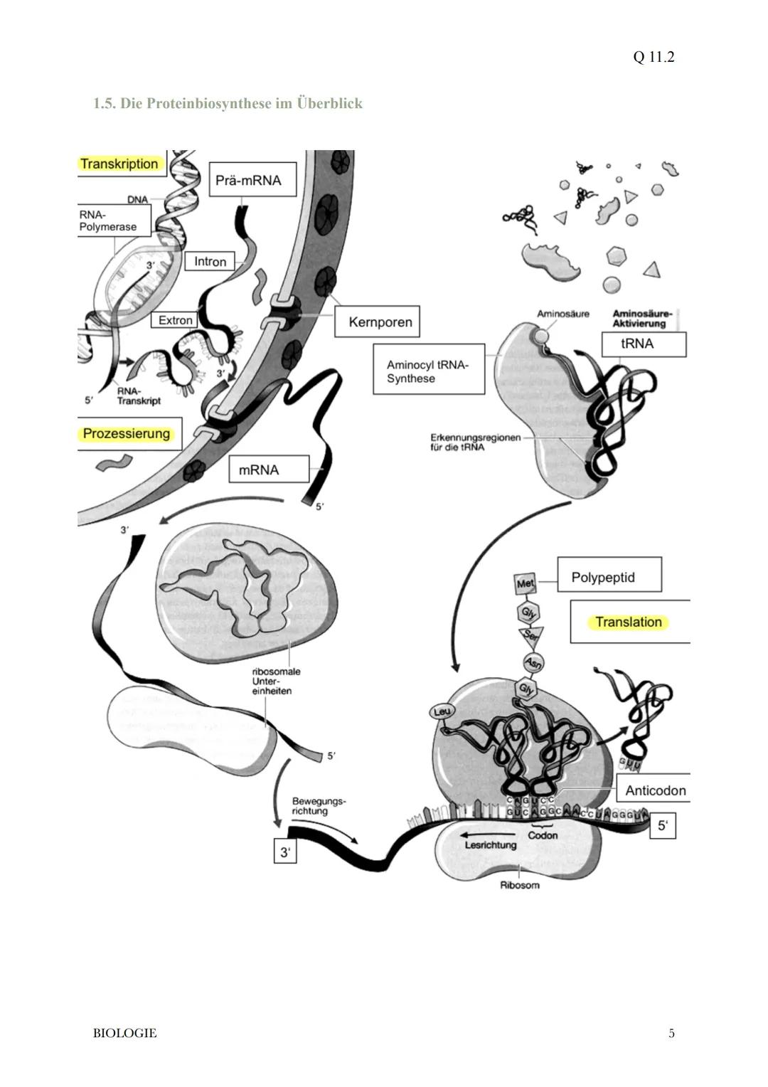 @diedamitlernzetteln
1.Proteinbiosynthese
1.1Der Weg vom Gen zum Merkmal
* bei der Ausprägung eines Merkmals wirken in der Regel die Ge