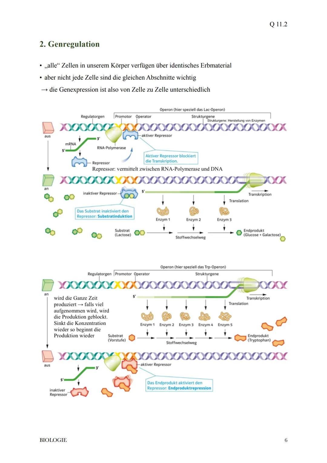 @diedamitlernzetteln
1.Proteinbiosynthese
1.1Der Weg vom Gen zum Merkmal
* bei der Ausprägung eines Merkmals wirken in der Regel die Ge