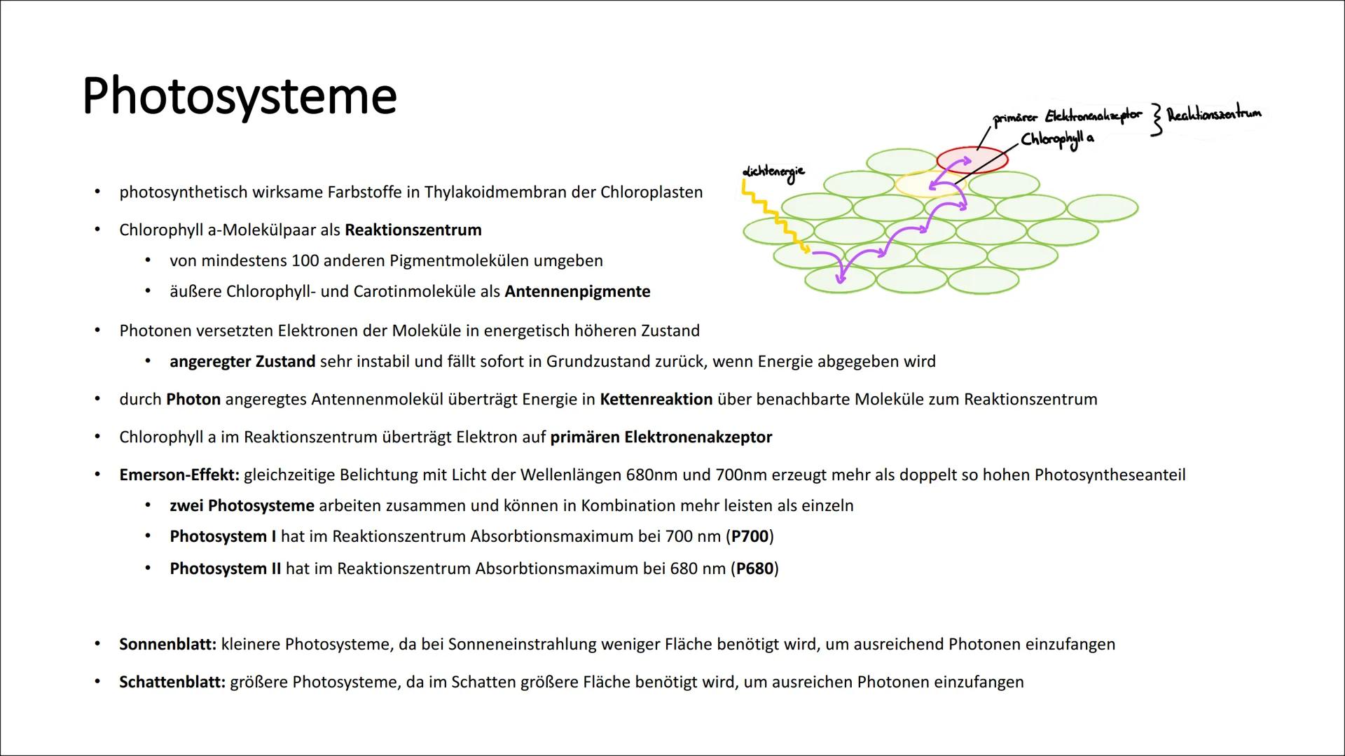 # Photosynthese
* Umwandlung von Lichtenergie in chemische Energie
* Wasser + Licht + Kohlenstoffdioxid Glukose + Sauerstoff
* 6H2O +