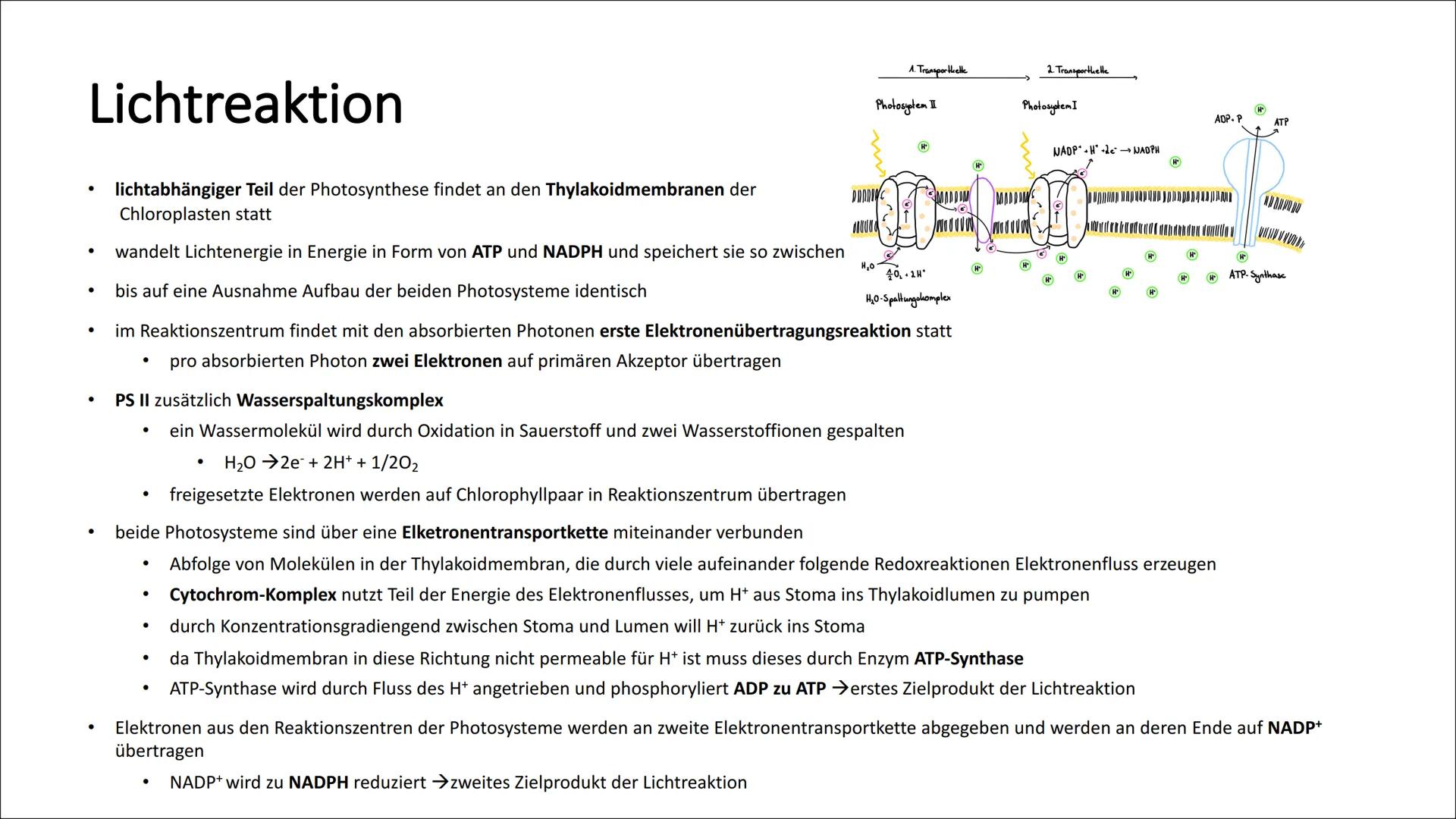 # Photosynthese
* Umwandlung von Lichtenergie in chemische Energie
* Wasser + Licht + Kohlenstoffdioxid Glukose + Sauerstoff
* 6H2O +