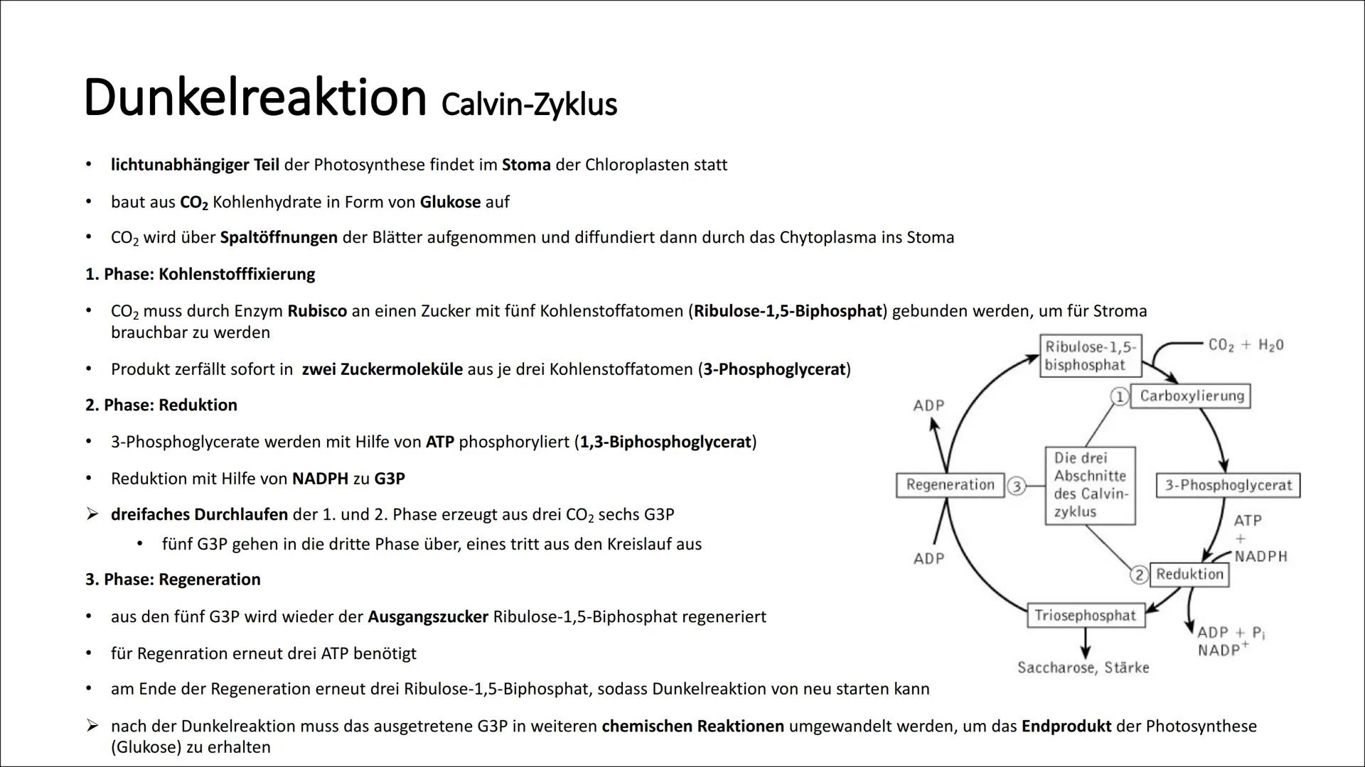 # Photosynthese
* Umwandlung von Lichtenergie in chemische Energie
* Wasser + Licht + Kohlenstoffdioxid Glukose + Sauerstoff
* 6H2O +