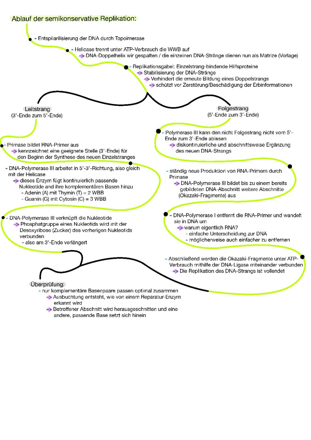 Ablauf der semikonservativen Replikation