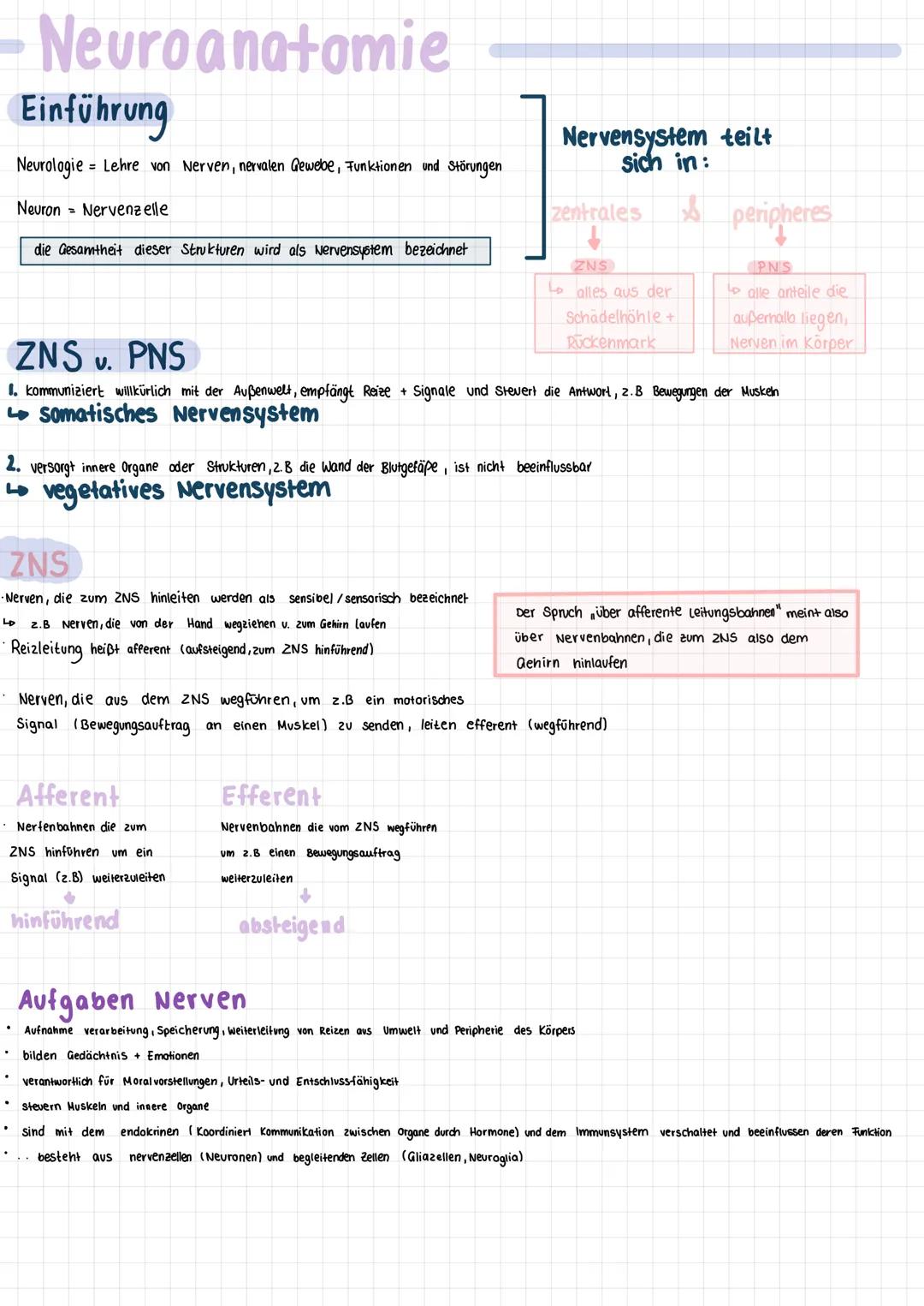Neuro Anatomie und Physiologie