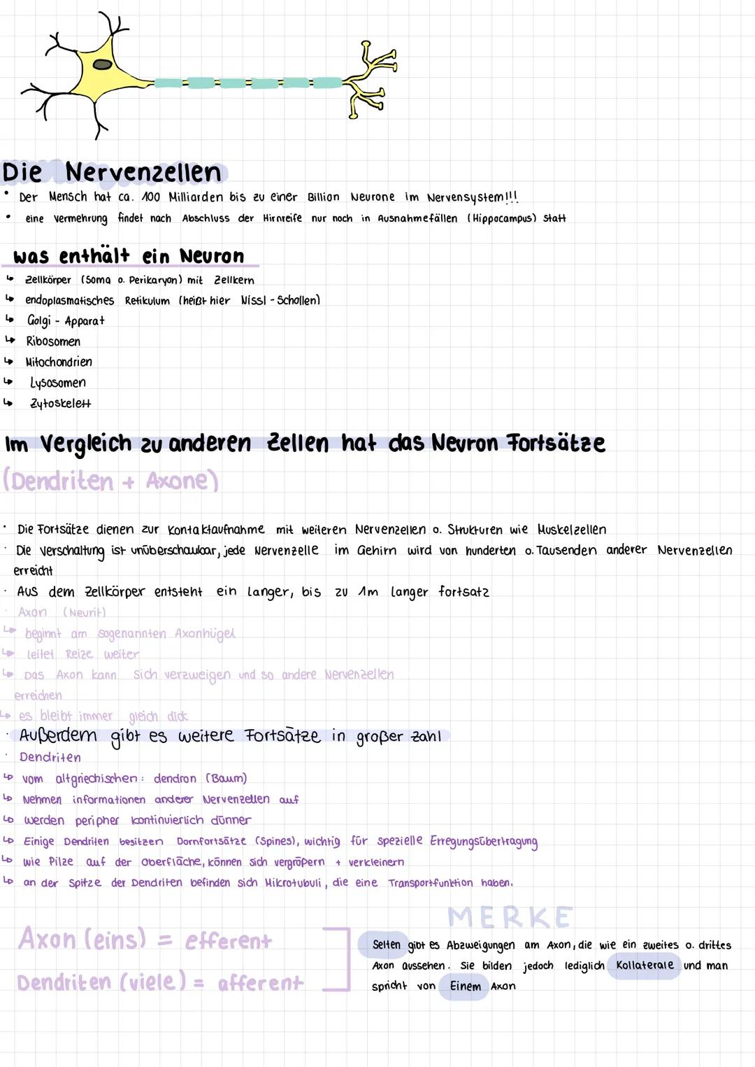 # Neuroanatomie
Einführung
Neurologie Lehre von Nerven, nervalen Gewebe, Funktionen und Störungen
Neuron Nervenzelle
die Gesamtheit dies