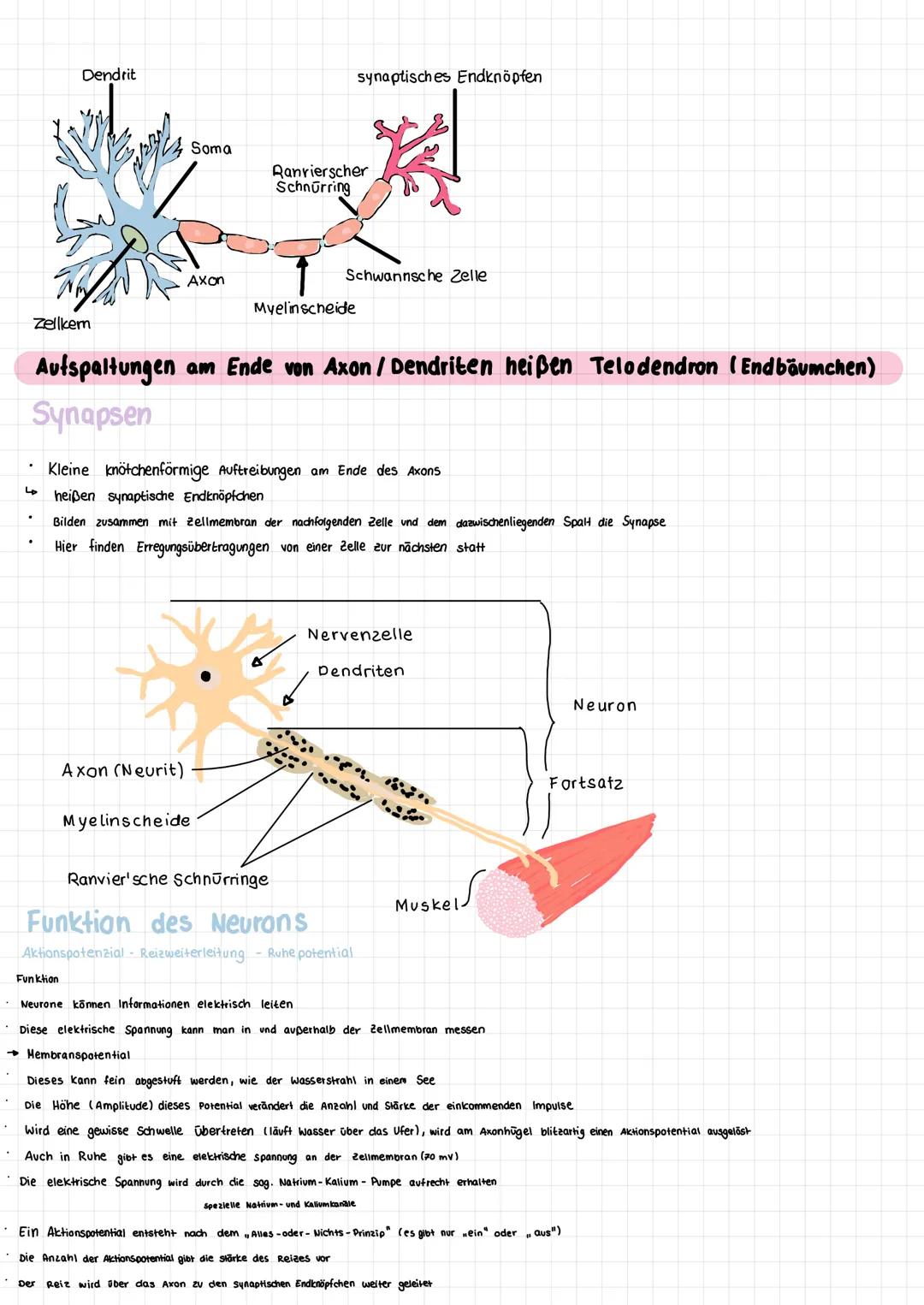 # Neuroanatomie
Einführung
Neurologie Lehre von Nerven, nervalen Gewebe, Funktionen und Störungen
Neuron Nervenzelle
die Gesamtheit dies