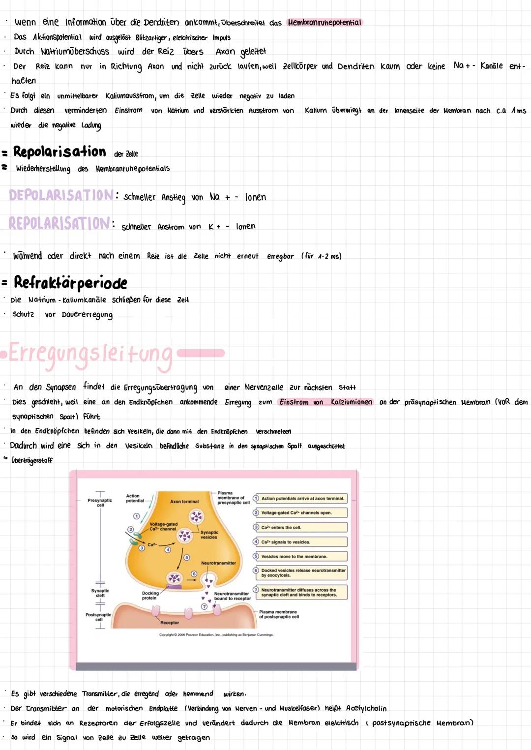 # Neuroanatomie
Einführung
Neurologie Lehre von Nerven, nervalen Gewebe, Funktionen und Störungen
Neuron Nervenzelle
die Gesamtheit dies