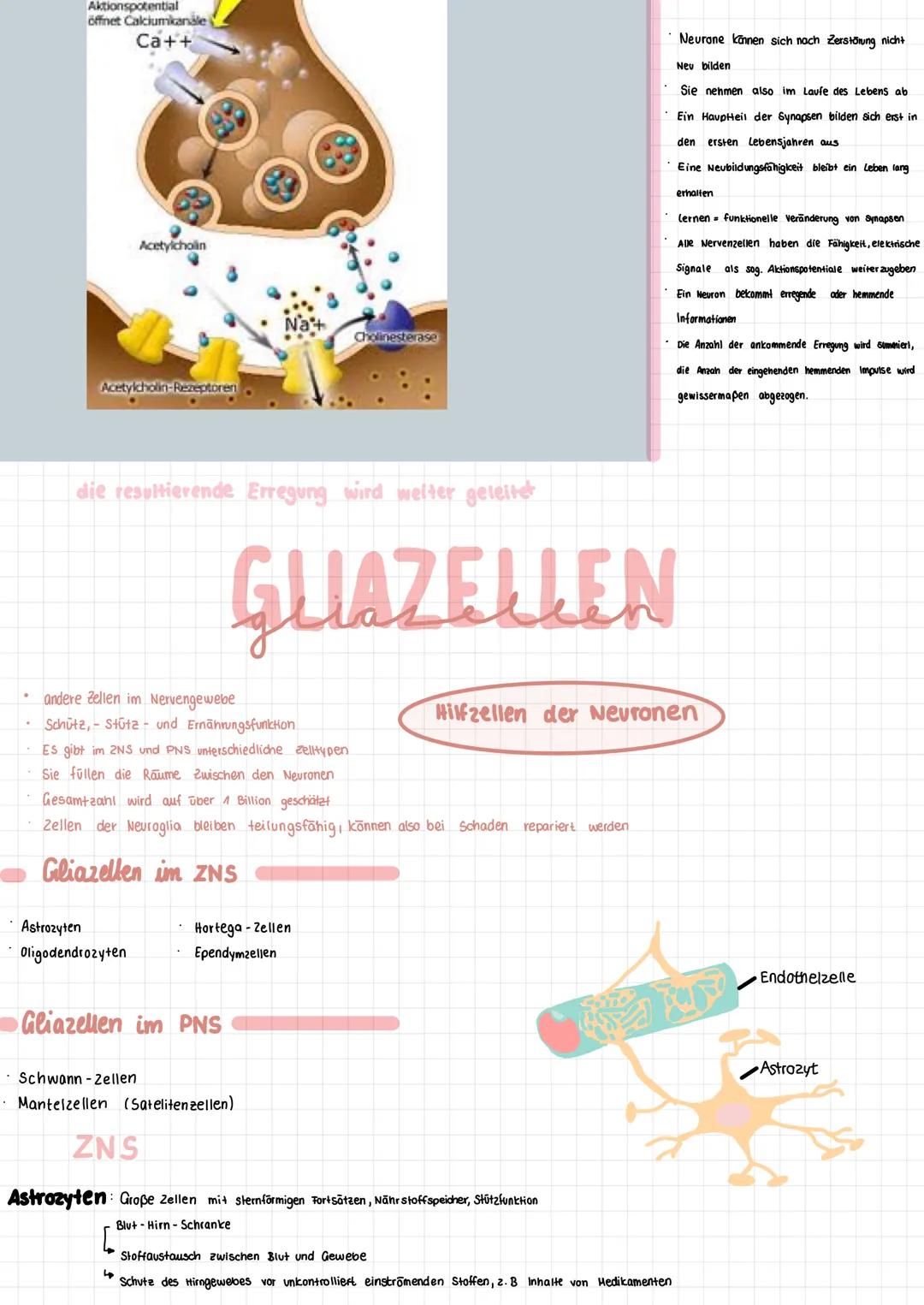 # Neuroanatomie
Einführung
Neurologie Lehre von Nerven, nervalen Gewebe, Funktionen und Störungen
Neuron Nervenzelle
die Gesamtheit dies