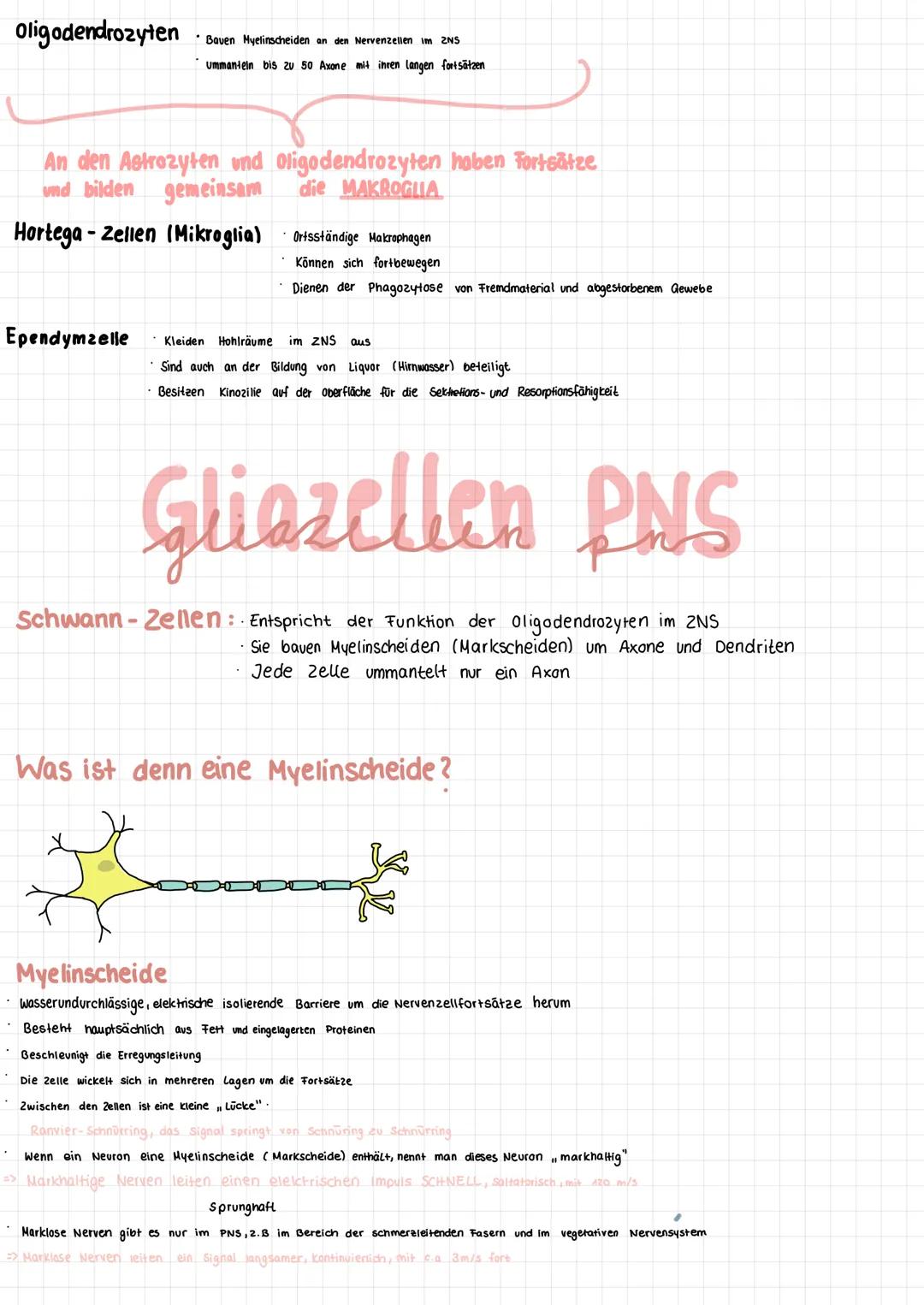# Neuroanatomie
Einführung
Neurologie Lehre von Nerven, nervalen Gewebe, Funktionen und Störungen
Neuron Nervenzelle
die Gesamtheit dies