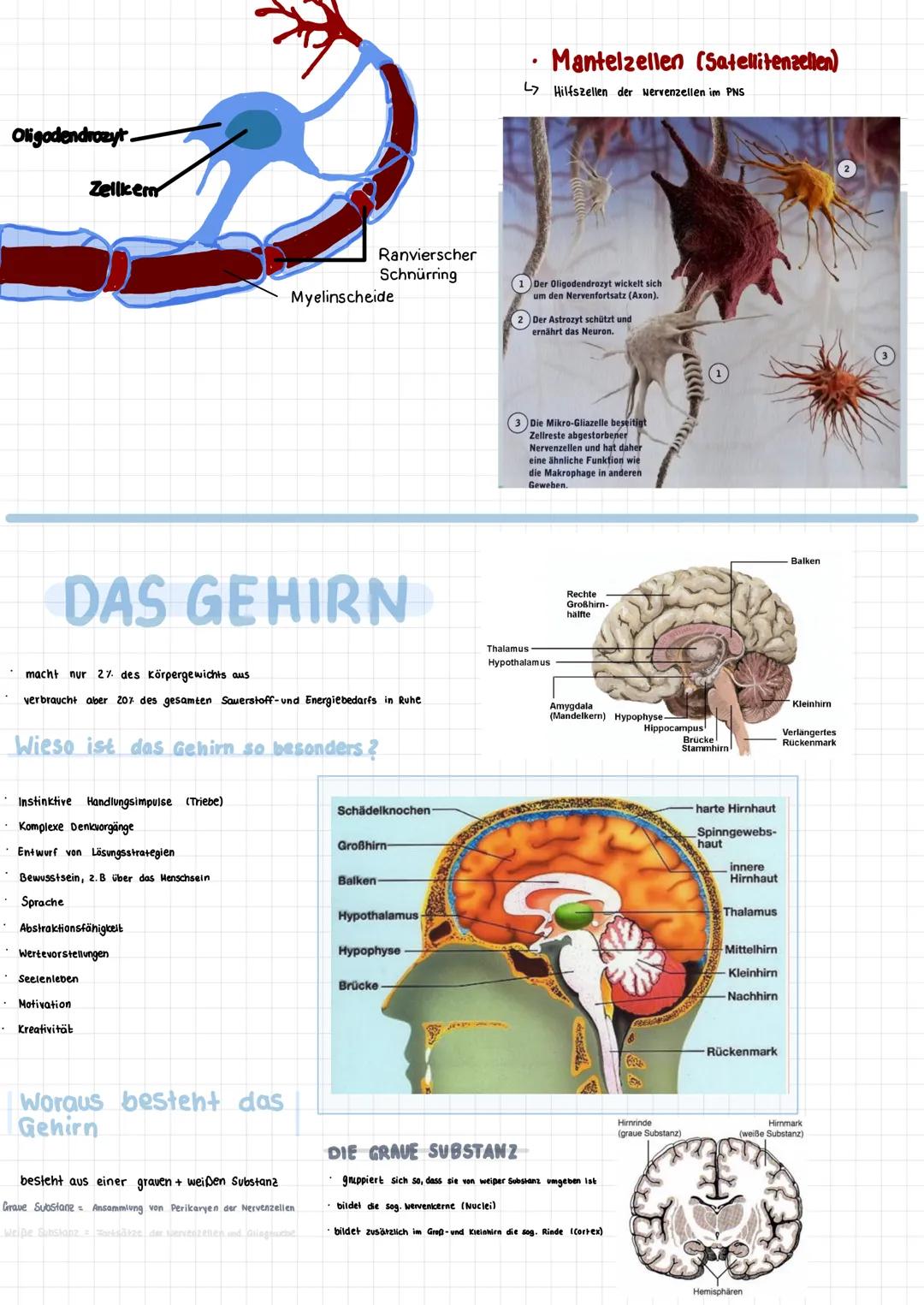 # Neuroanatomie
Einführung
Neurologie Lehre von Nerven, nervalen Gewebe, Funktionen und Störungen
Neuron Nervenzelle
die Gesamtheit dies