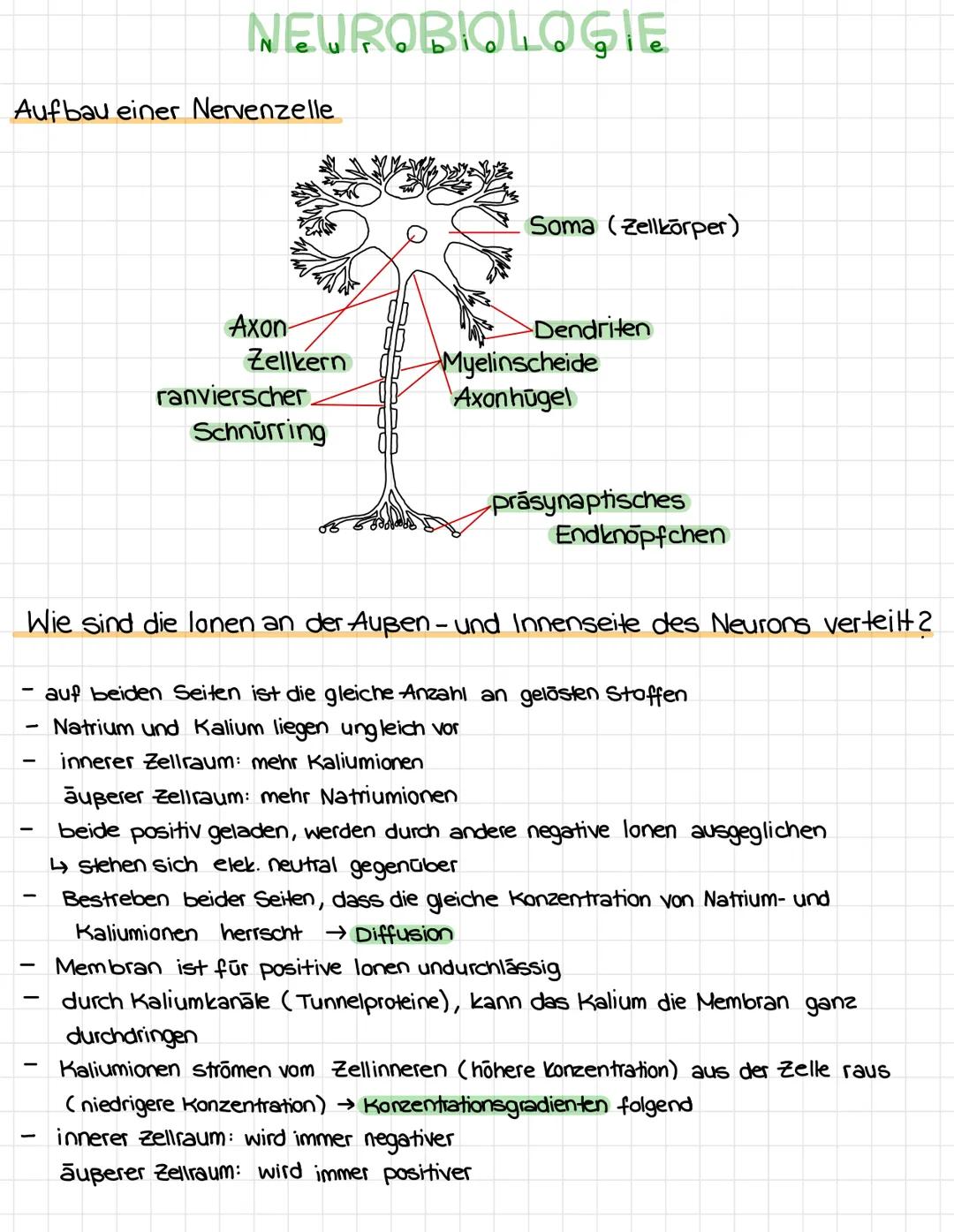 # NEUROBIOLOGIE
Aufbau einer Nervenzelle
Soma (Zellkörper)
Axon
Dendriten
Zellkern
ranvierscher.
Myelinscheide
Axonhügel
Schnürring
pras