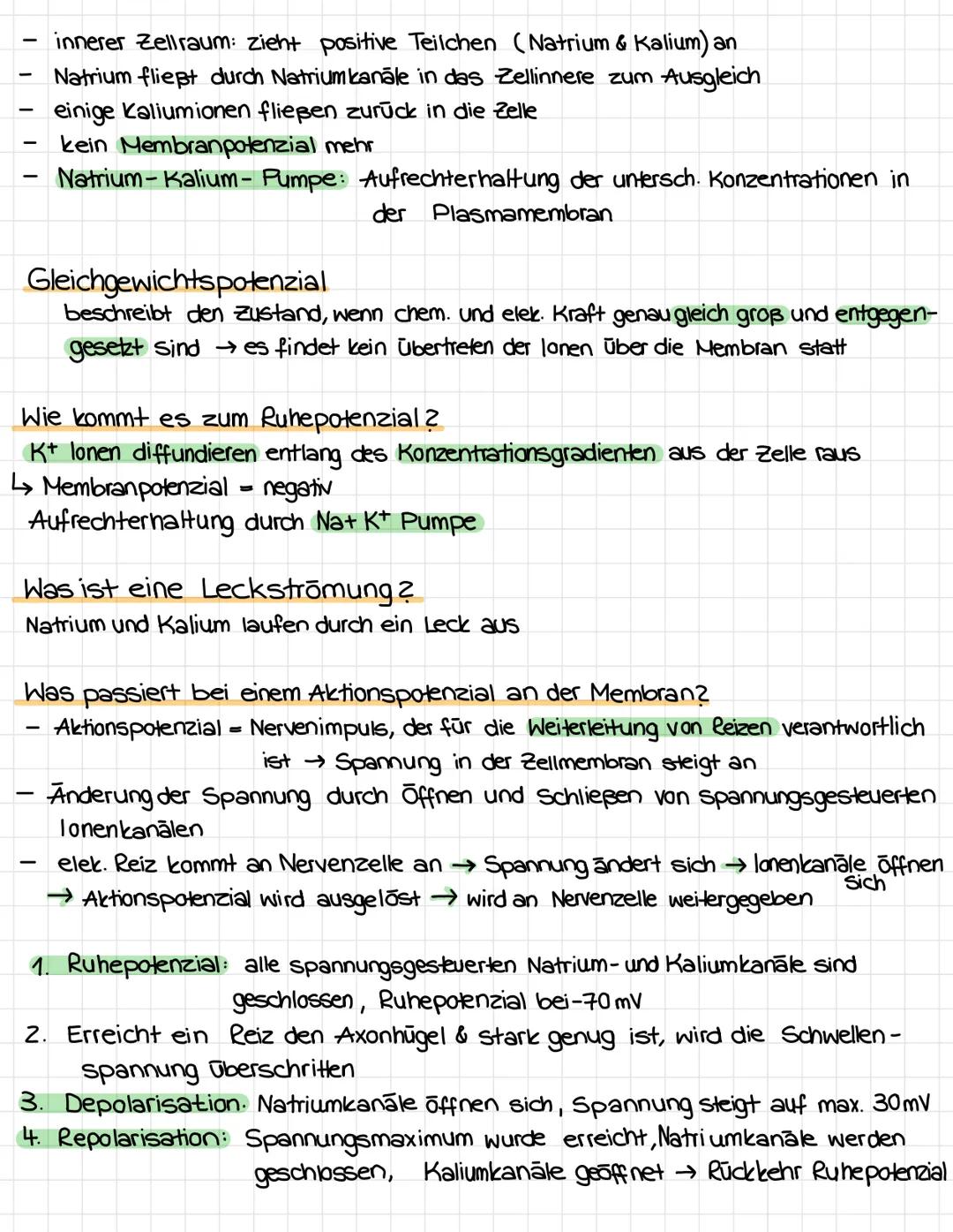 # NEUROBIOLOGIE
Aufbau einer Nervenzelle
Soma (Zellkörper)
Axon
Dendriten
Zellkern
ranvierscher.
Myelinscheide
Axonhügel
Schnürring
pras