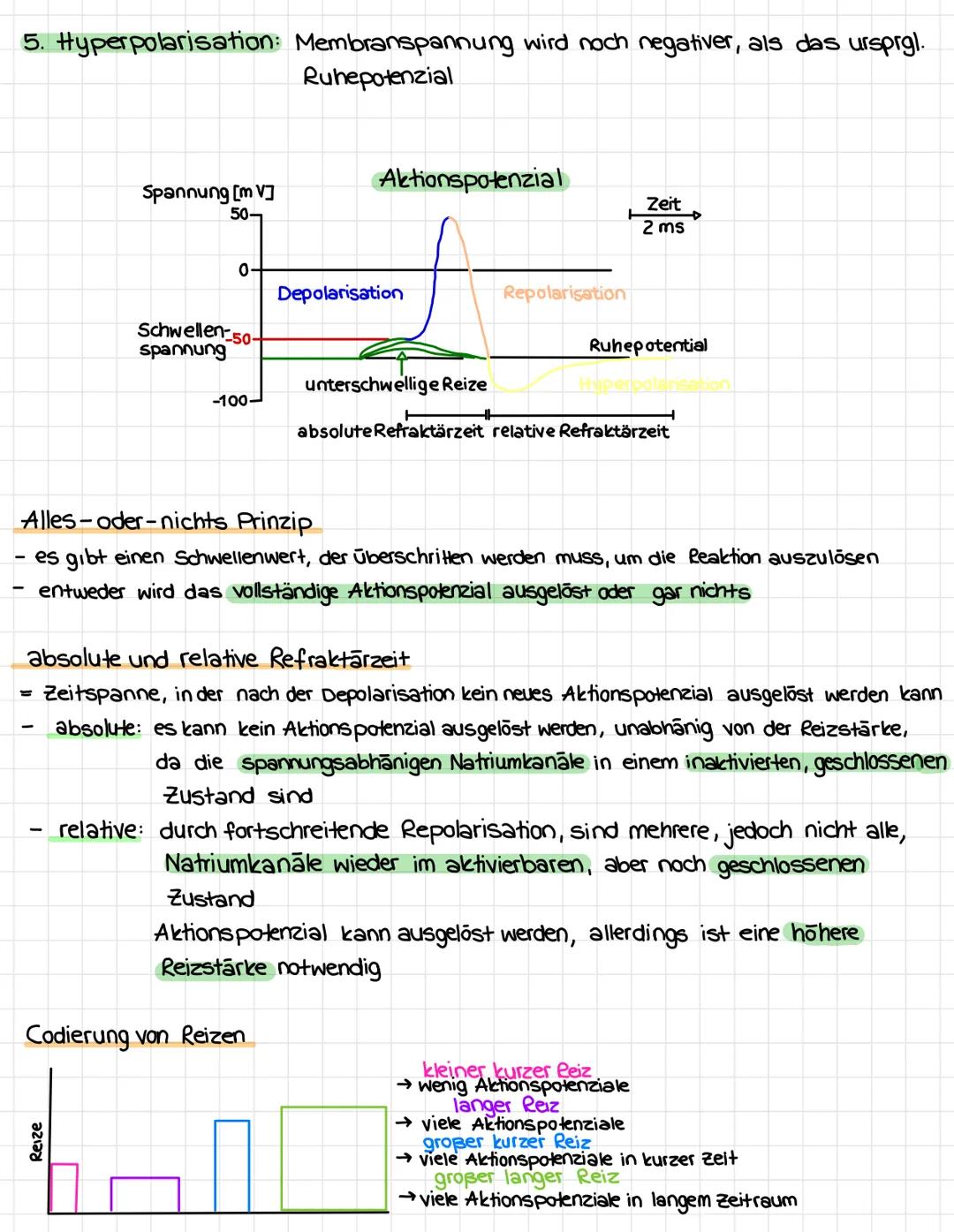 # NEUROBIOLOGIE
Aufbau einer Nervenzelle
Soma (Zellkörper)
Axon
Dendriten
Zellkern
ranvierscher.
Myelinscheide
Axonhügel
Schnürring
pras