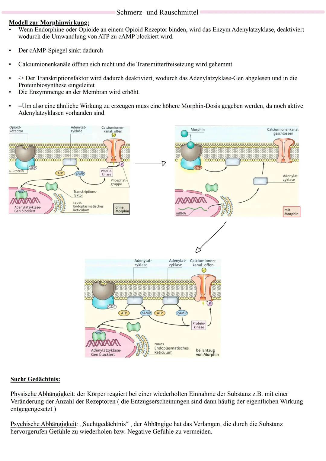 Vom Reiz zur Reaktion
- Reizaufnahme: Die Aufnahme von Informationen durch Sinnesorgane, wie zum Beispiel
das Sehen oder Hören.
- Rezeptorze