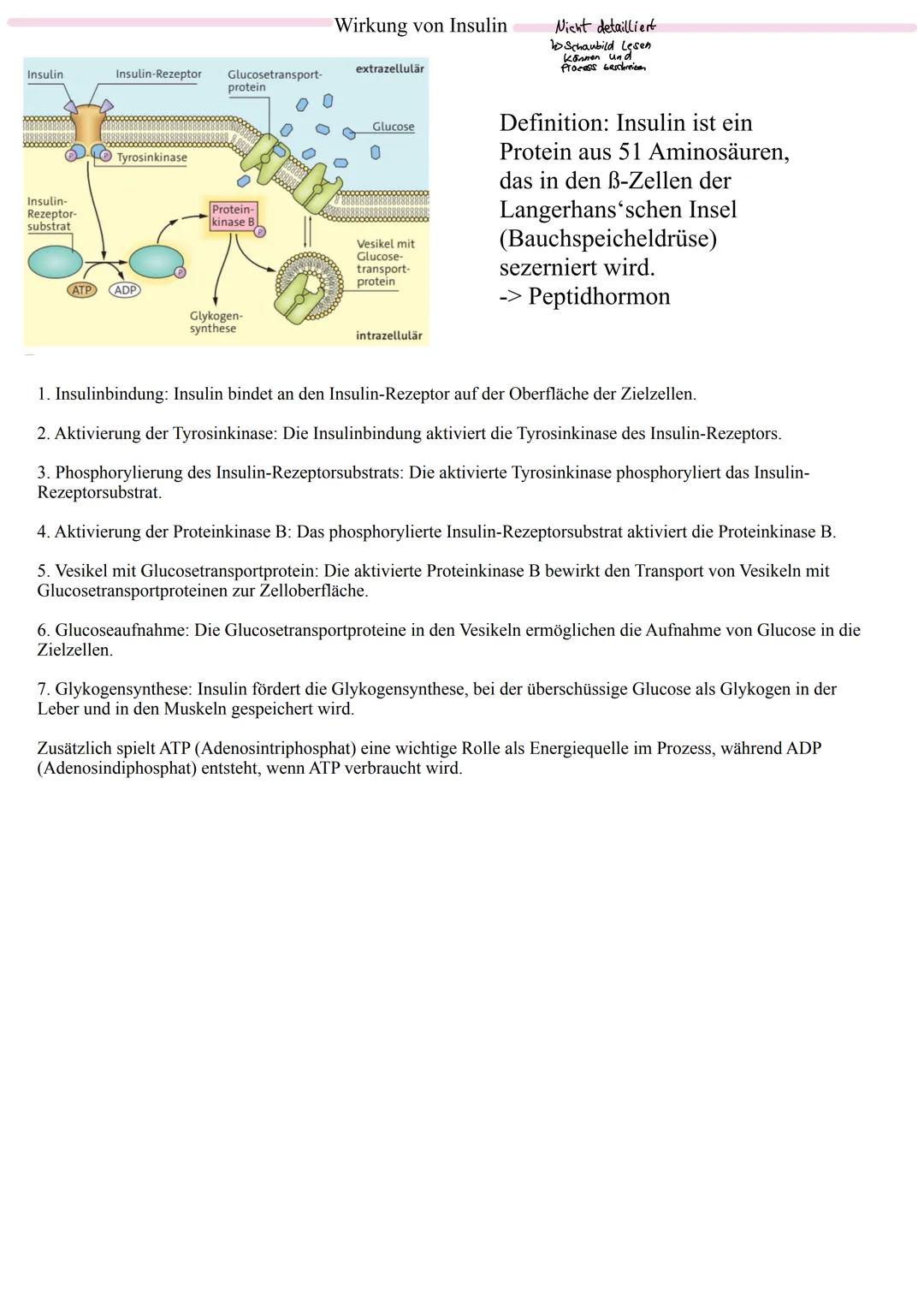 Vom Reiz zur Reaktion
- Reizaufnahme: Die Aufnahme von Informationen durch Sinnesorgane, wie zum Beispiel
das Sehen oder Hören.
- Rezeptorze