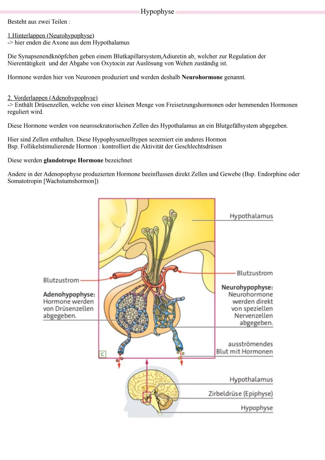 Vom Reiz zur Reaktion
- Reizaufnahme: Die Aufnahme von Informationen durch Sinnesorgane, wie zum Beispiel
das Sehen oder Hören.
- Rezeptorze