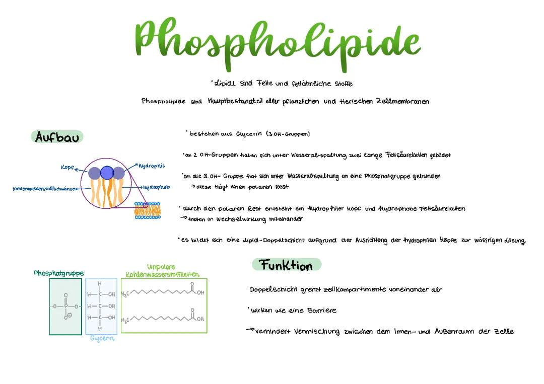 Phospholipide