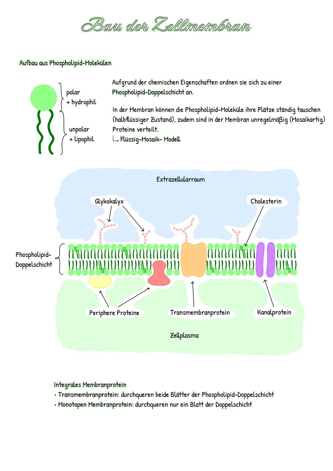 Bau der Zellmembran
Aufbau aus Phospholipid-Molekülen
polar
+ hydrophil
unpolar
+ lipophil
Aufgrund der chemischen Eigenschaften ordnen sie
