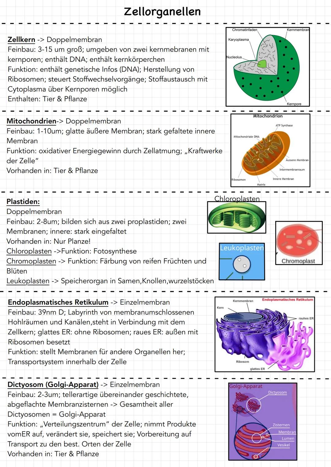 # Zellorganellen
Zellkern -> Doppelmembran
Feinbau: 3-15 um groß; umgeben von zwei kernmebranen mit
kernporen; enthält DNA; enthält kernkör