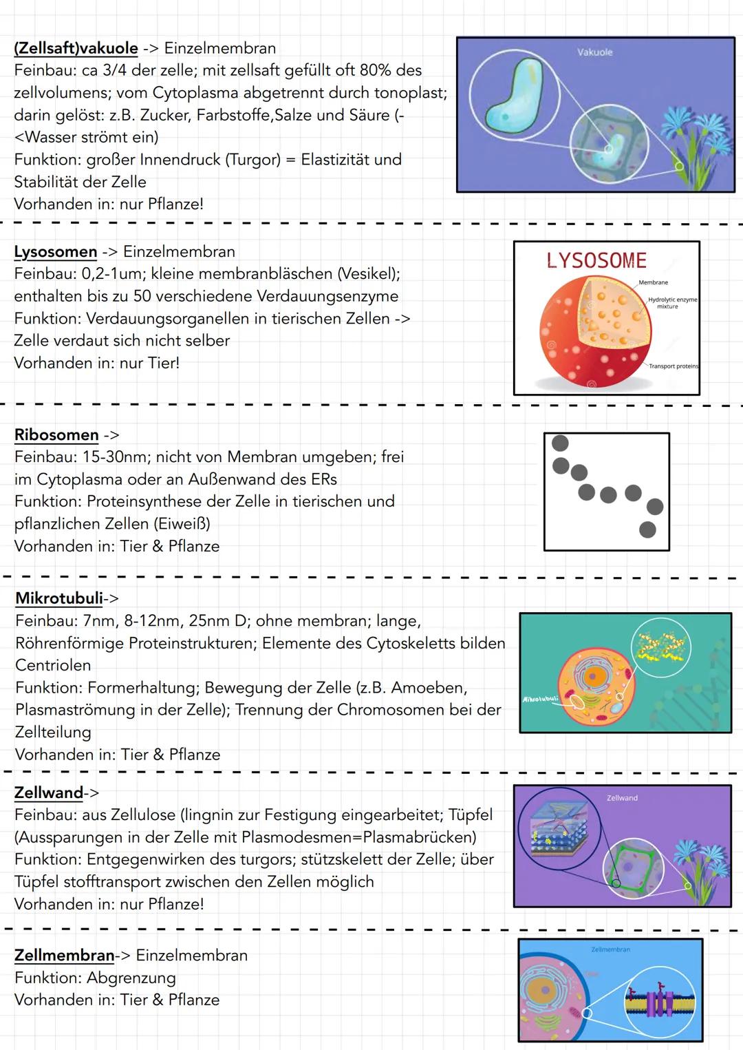 # Zellorganellen
Zellkern -> Doppelmembran
Feinbau: 3-15 um groß; umgeben von zwei kernmebranen mit
kernporen; enthält DNA; enthält kernkör