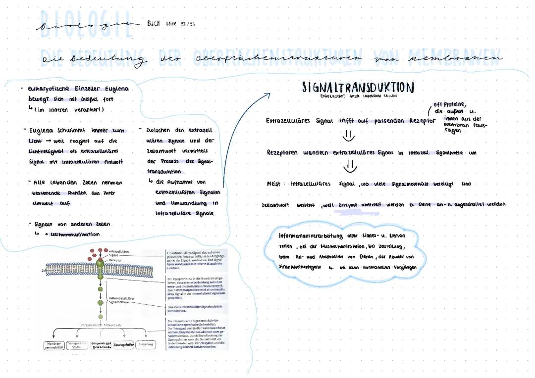Die Bedeutung der Oberflächenstrukturen von Membran