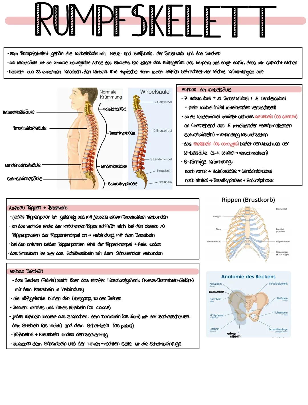 Anatomie der Wirbelsäule