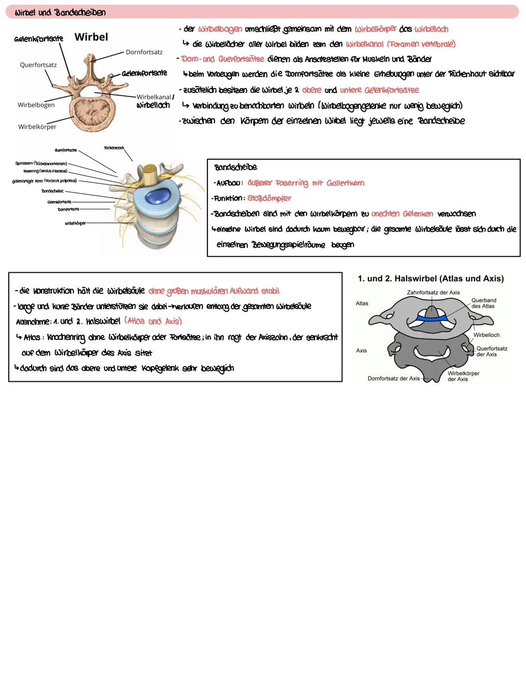 RUMPFSKELETT
-zum Rumpfskelett gehört die Wirbelsäule mit kreuz- und Steißbein, der Brustkorb und das Becken
-die Wirbelsäule ist die zentra