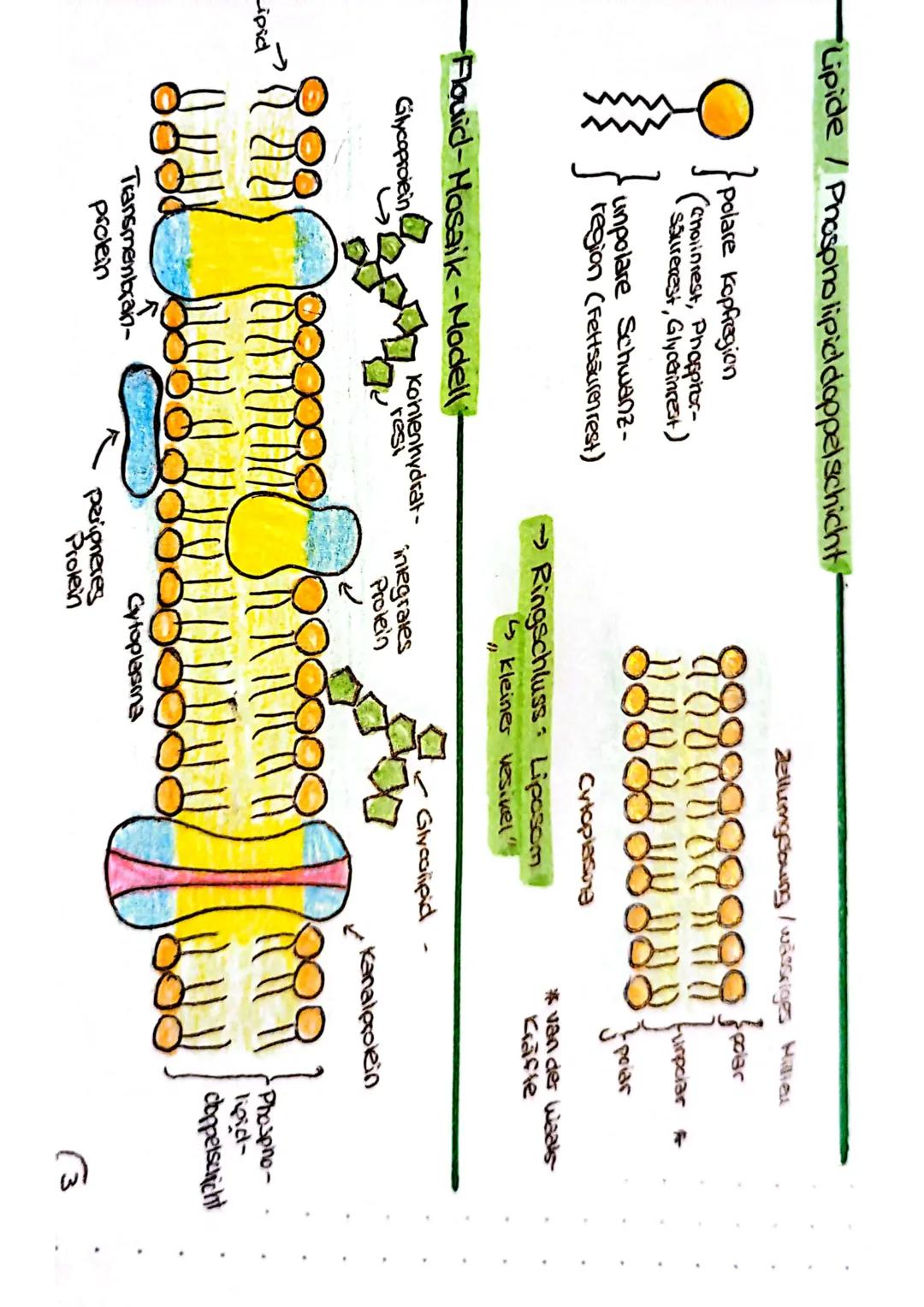Biologie Klausur
-Tier- & Pflanzenzelle vergleich
Jg1
Zellwand
Zellmembran
•Ribosome
Chloroplast
•Hitochondrium
-Golgi Apparat
•Zellkern
•Nu