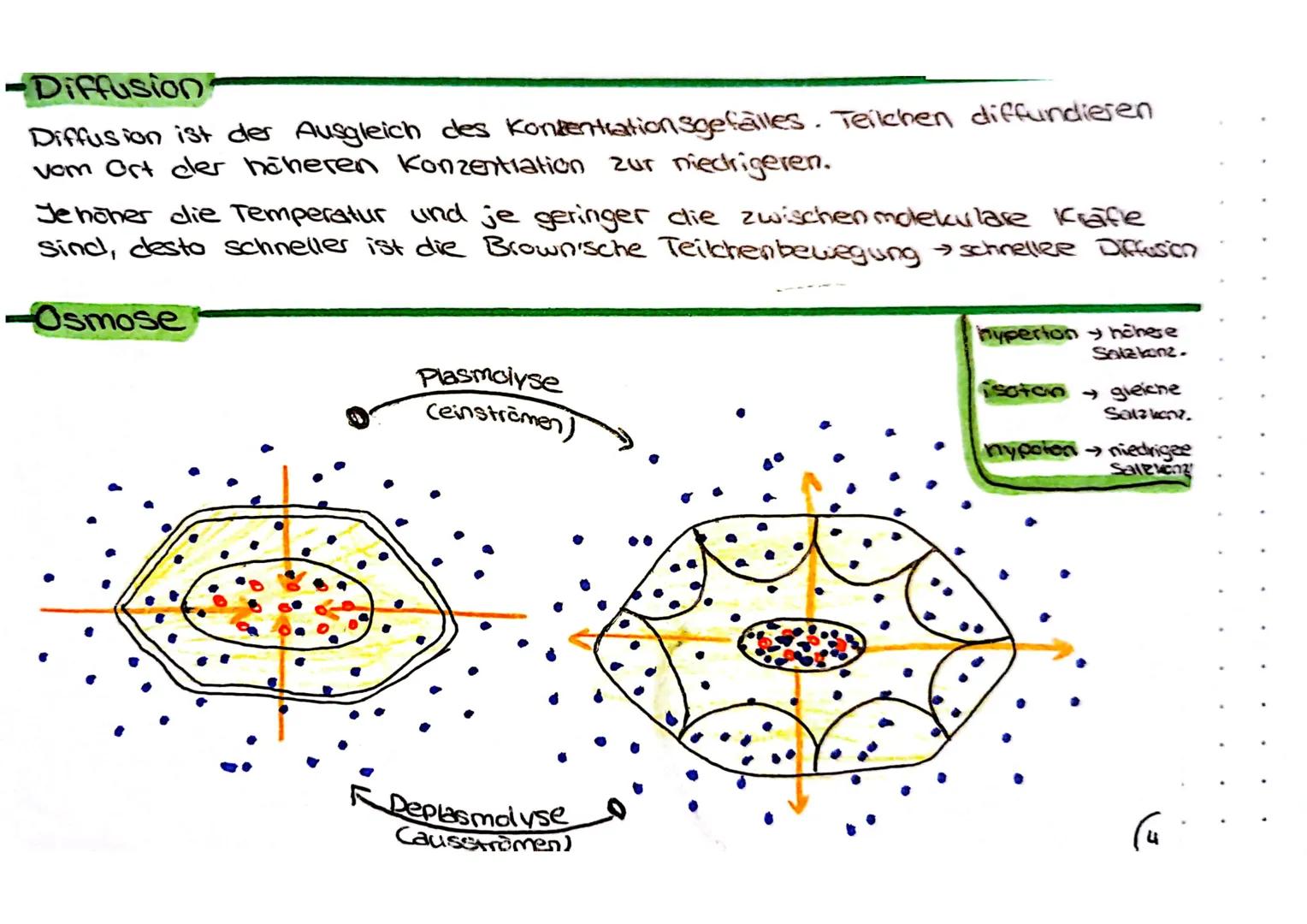 Biologie Klausur
-Tier- & Pflanzenzelle vergleich
Jg1
Zellwand
Zellmembran
•Ribosome
Chloroplast
•Hitochondrium
-Golgi Apparat
•Zellkern
•Nu