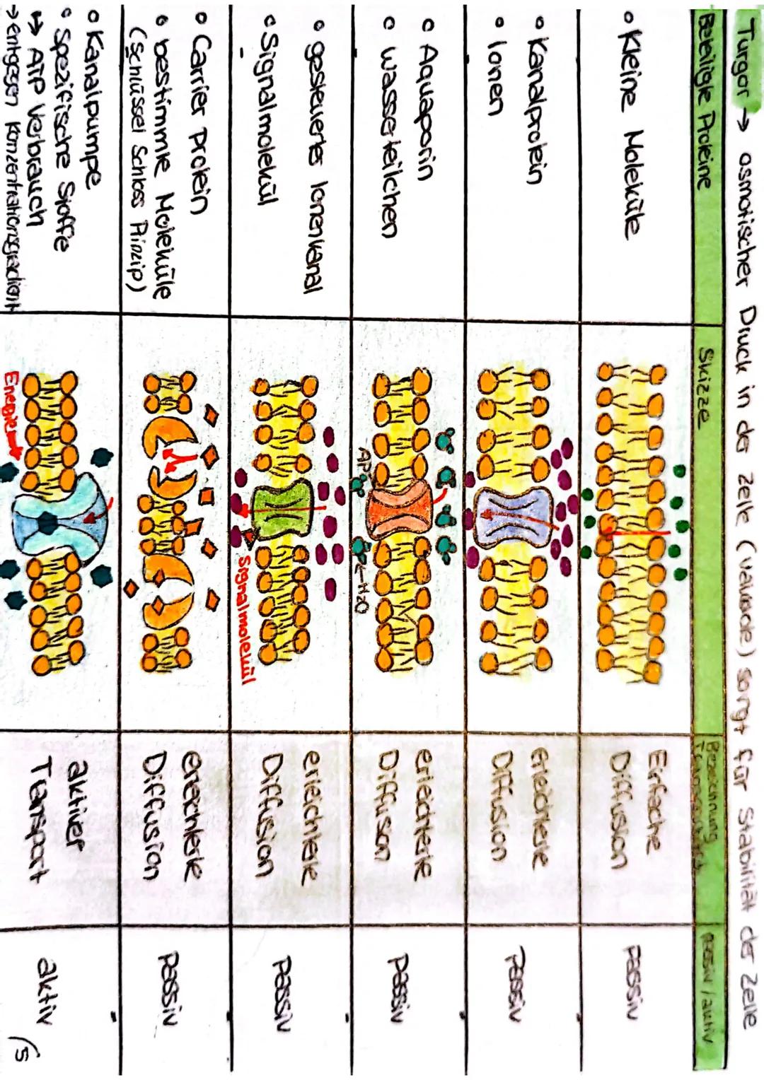 Biologie Klausur
-Tier- & Pflanzenzelle vergleich
Jg1
Zellwand
Zellmembran
•Ribosome
Chloroplast
•Hitochondrium
-Golgi Apparat
•Zellkern
•Nu