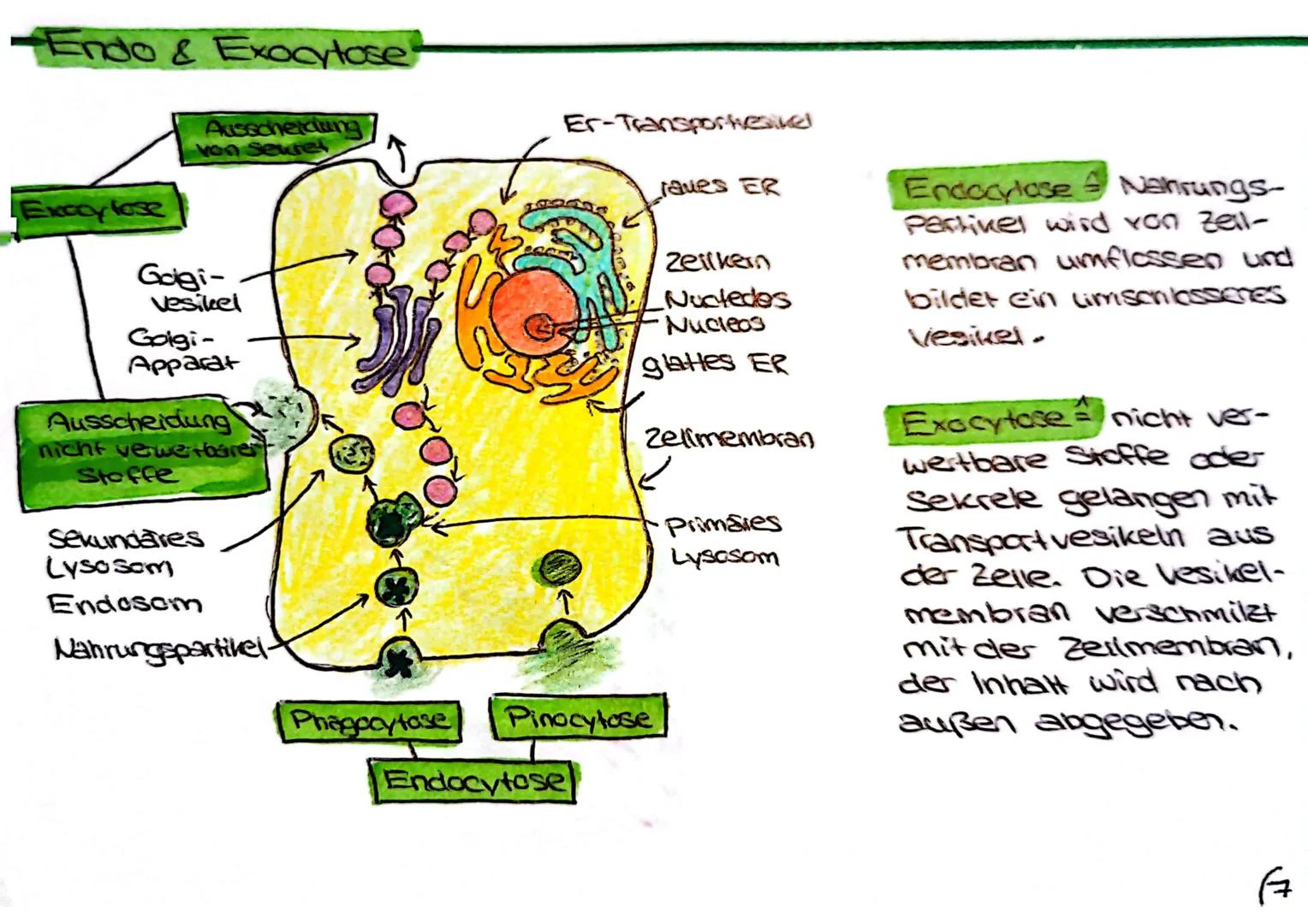 Biologie Klausur
-Tier- & Pflanzenzelle vergleich
Jg1
Zellwand
Zellmembran
•Ribosome
Chloroplast
•Hitochondrium
-Golgi Apparat
•Zellkern
•Nu