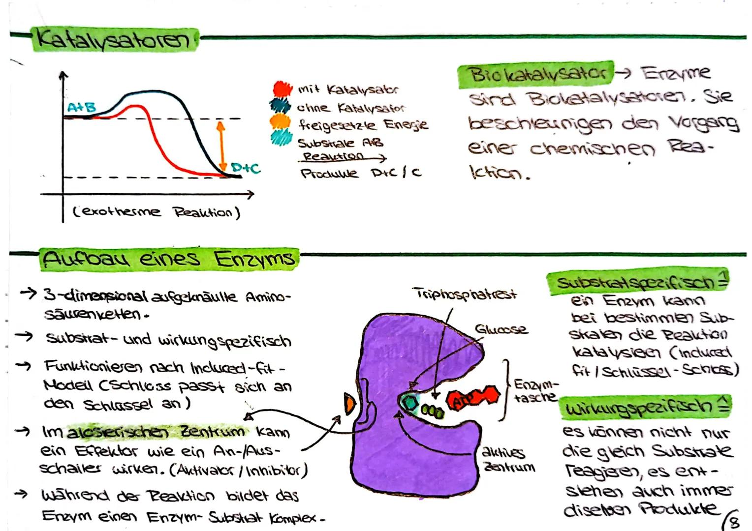 Biologie Klausur
-Tier- & Pflanzenzelle vergleich
Jg1
Zellwand
Zellmembran
•Ribosome
Chloroplast
•Hitochondrium
-Golgi Apparat
•Zellkern
•Nu