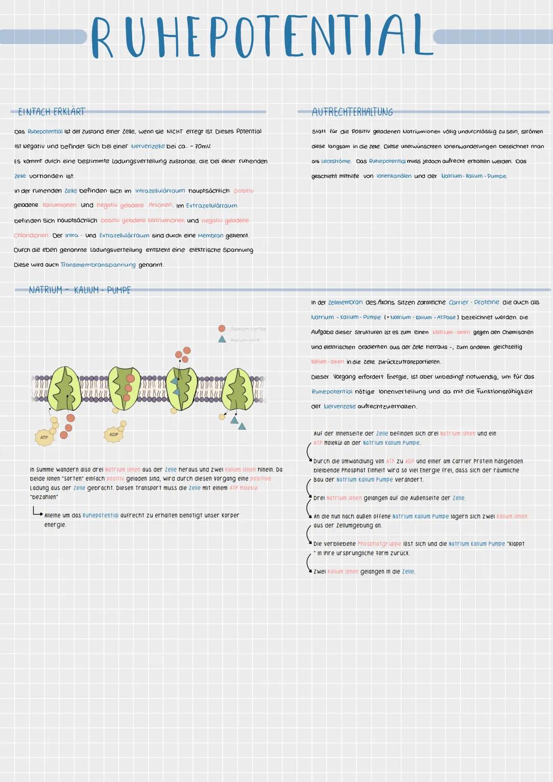 # RUHEPOTENTIAL
EINFACH ERKLART
Das Runepotential ist der zustand einer zelte, wenn sie NICHT erregt ist Dieses Potential
ist Negativ und
