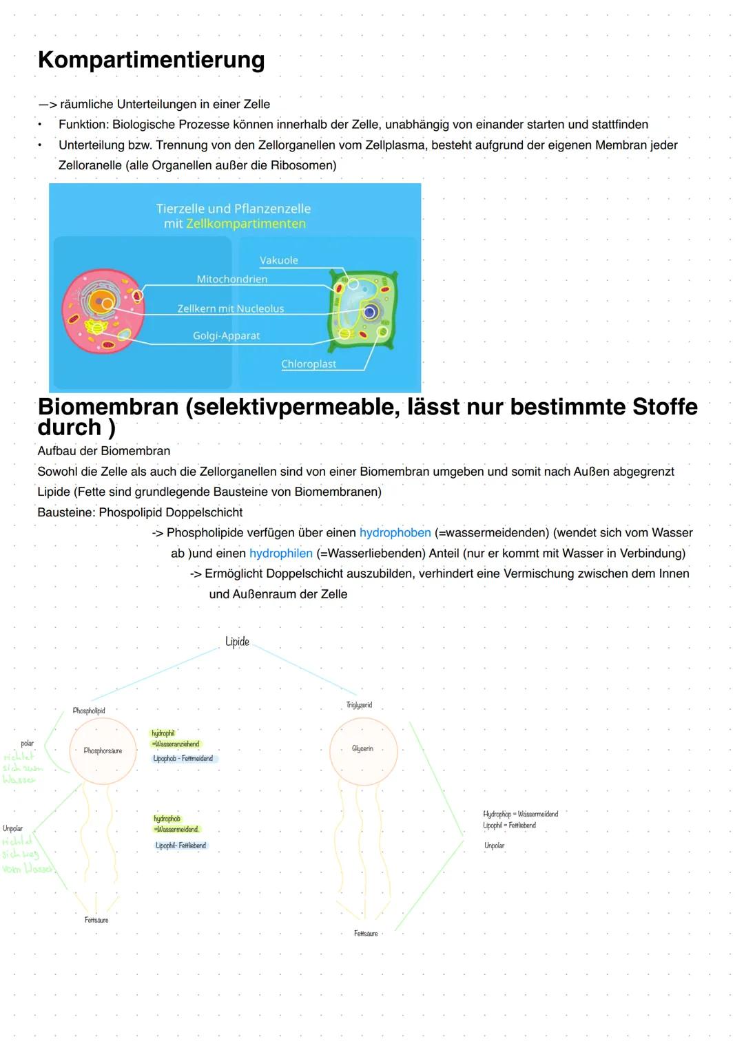# Pflanzenzelle
Endoplasmatisches
Zellkern
Retikulum
Eukaryoten (Zelle mit
echtem Zellkern)
Chloroplasten
Mitochondrium
Golgi-Apparat