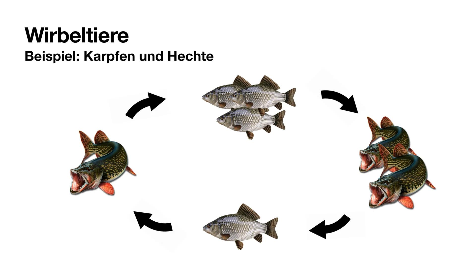 Räuber-Beute-Beziehung
Giulia Fritzsch Räuber-Beute-Beziehung
Das Räuber-Beute-System ist ein Modell eines biotischen Umweltfaktors zur
Dars