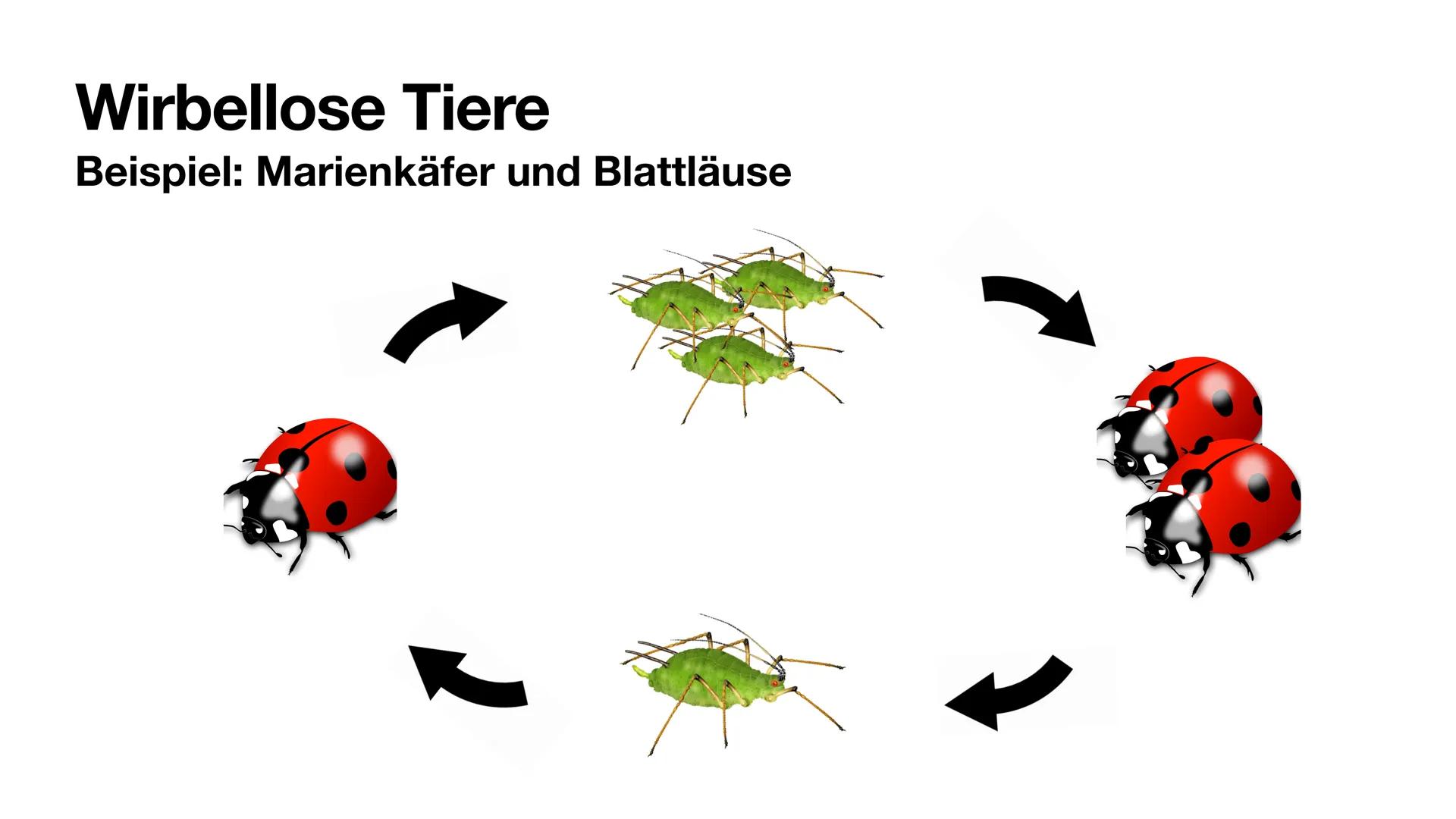 Räuber-Beute-Beziehung
Giulia Fritzsch Räuber-Beute-Beziehung
Das Räuber-Beute-System ist ein Modell eines biotischen Umweltfaktors zur
Dars