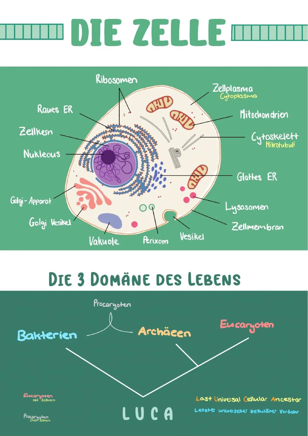 Pflanzen und Tierzellen