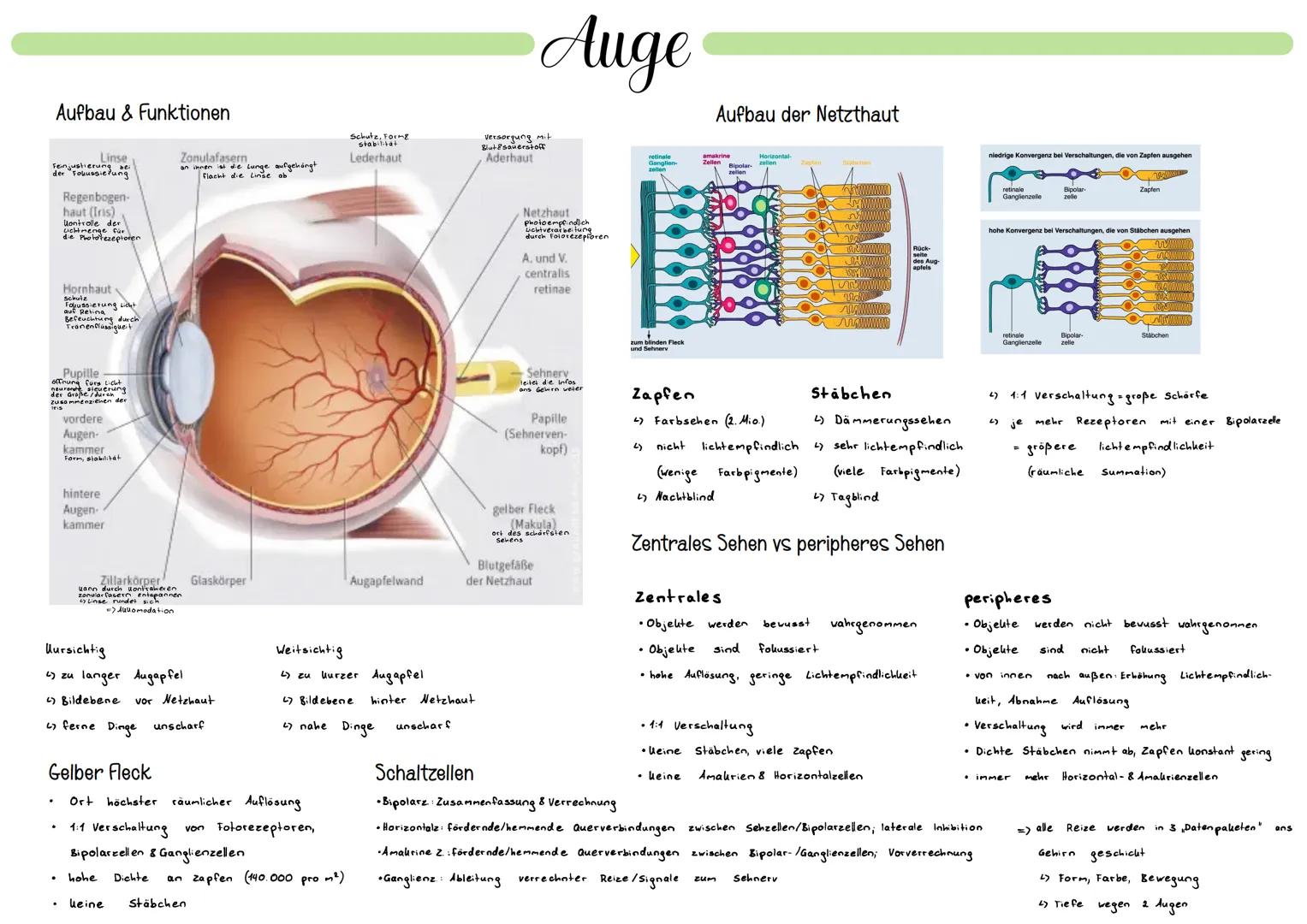 Allgemeines
Adäquater Reiz
Sinneszellen
Riechzellen
↳ jede Sinneszelle wird von einer bestimmten Art Reie erregt
↳ passender Reiz = adäquat