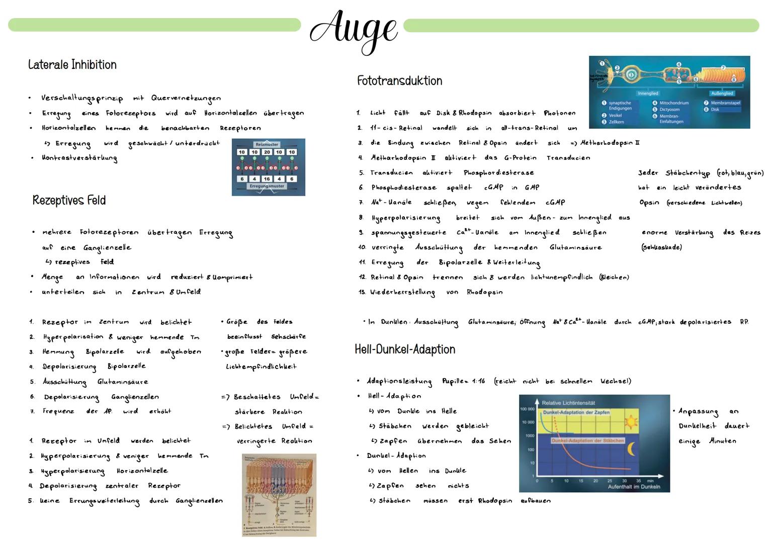 Allgemeines
Adäquater Reiz
Sinneszellen
Riechzellen
↳ jede Sinneszelle wird von einer bestimmten Art Reie erregt
↳ passender Reiz = adäquat