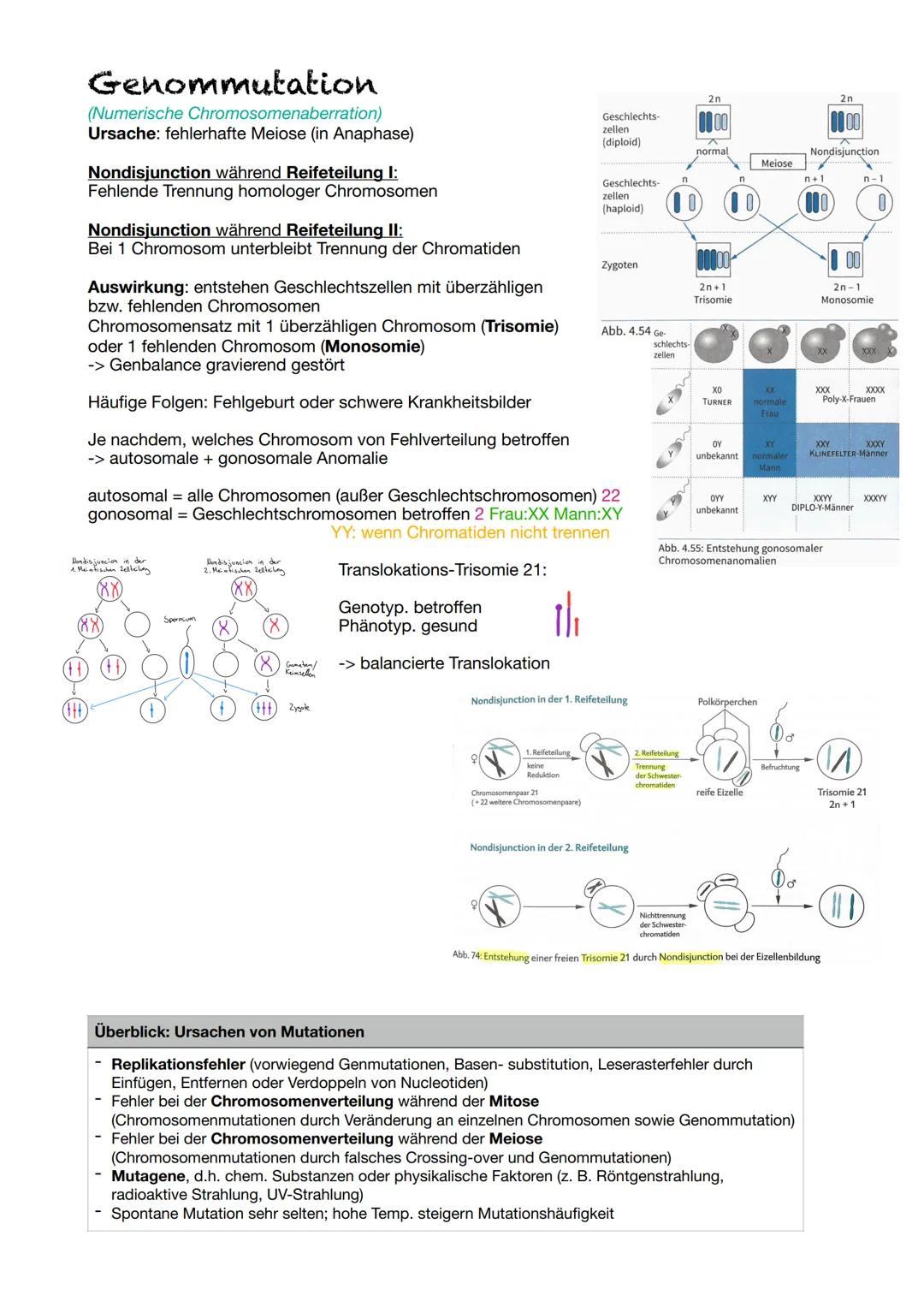 # Mutationstypen
Mutation = Veränderungen gen. Informationen einer Zelle
- unterscheidet nach Art & Tragweite der Veränderungen:
- Genmut