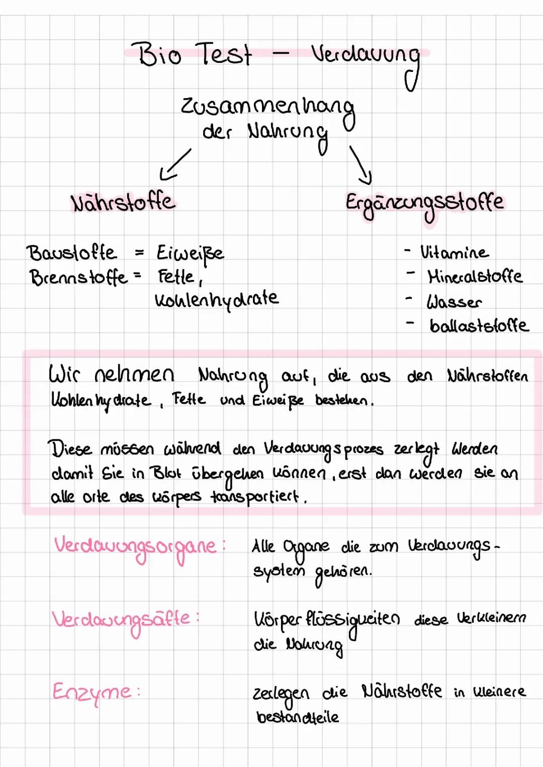 Biologie Verdauung