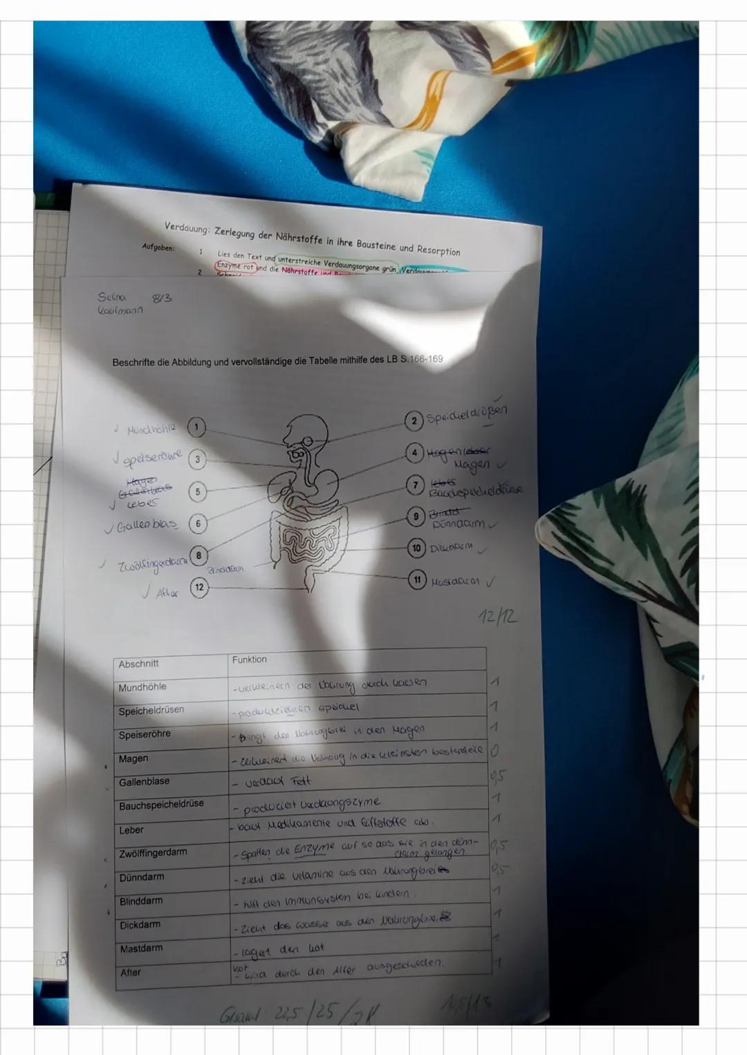 Bio Test
Nährstoffe
Baustoffe = Eiweiße
= Fette,
Brennstoffe
Zusammenhang
der Nahrung
✓
Kohlenhydrate
Verdauung
Enzyme:
Verdauungsäfte:
↓
Er